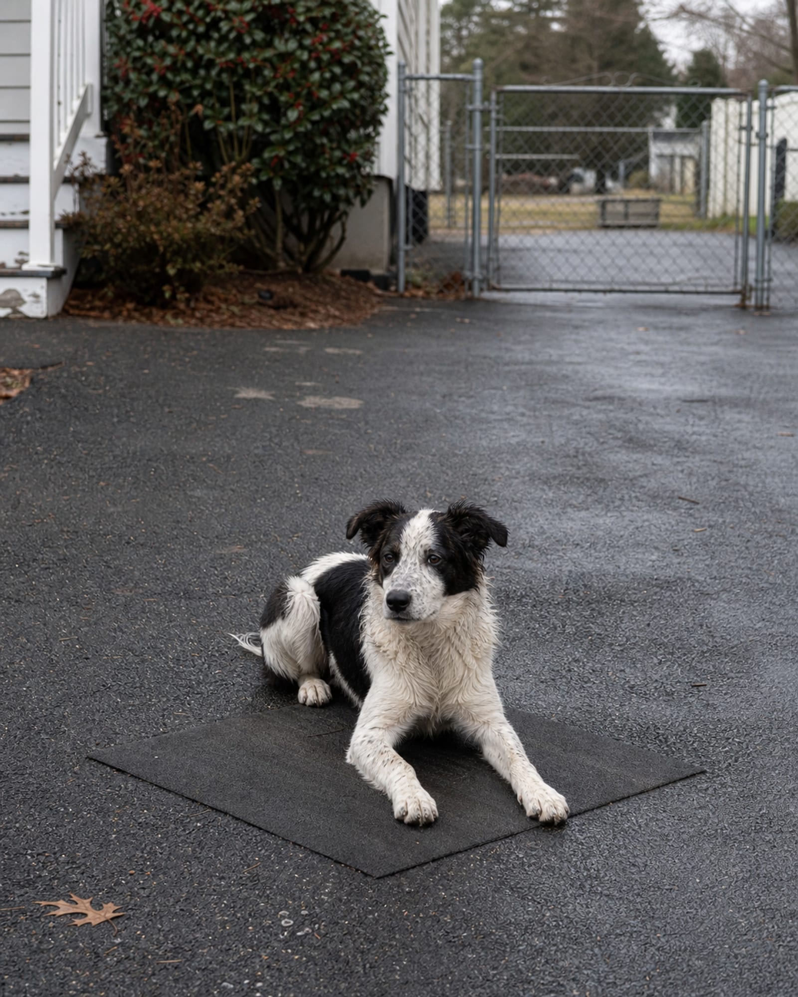 A dog holding a down stay on a mat, room around it