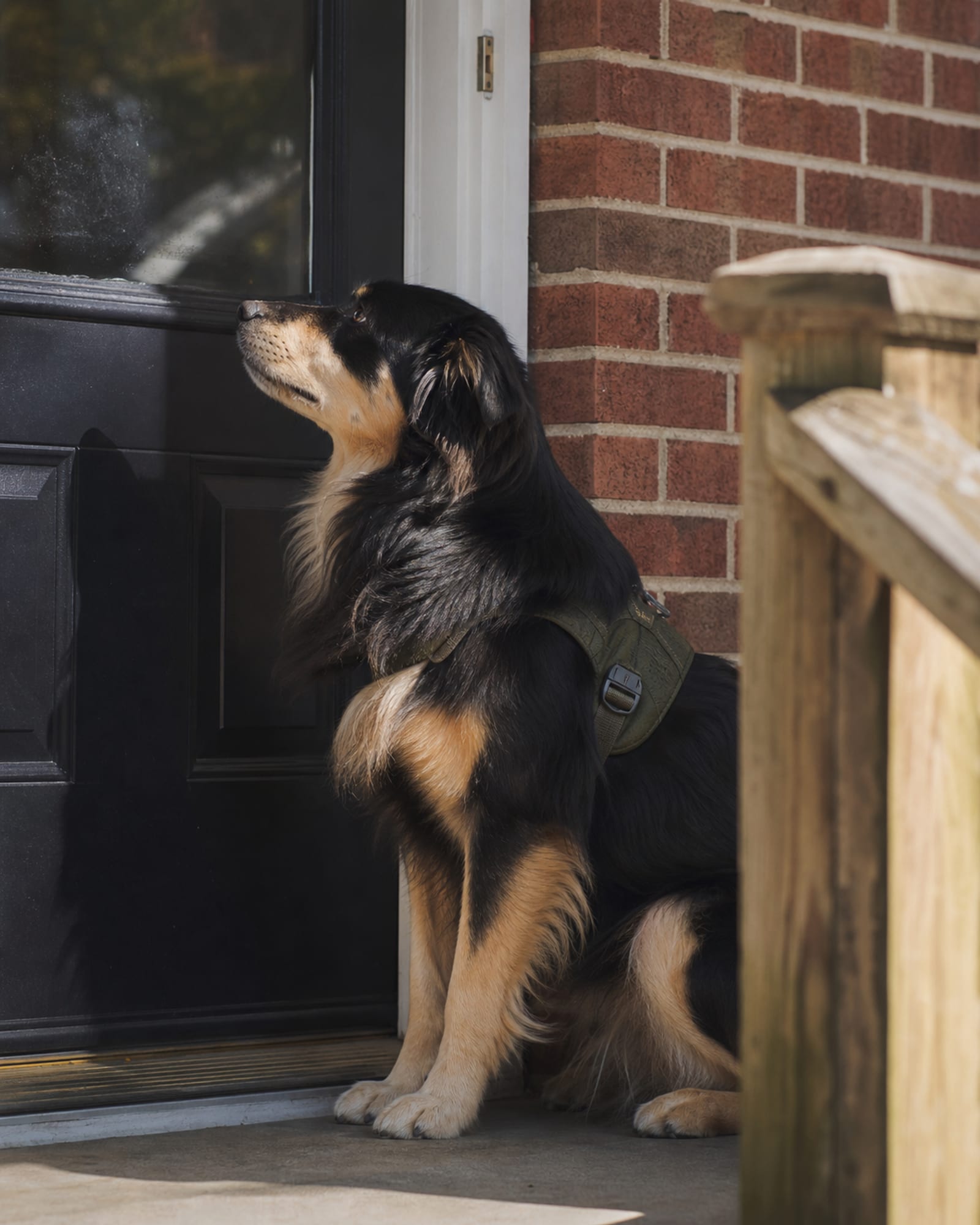 A dog sitting beside a closed door, waiting