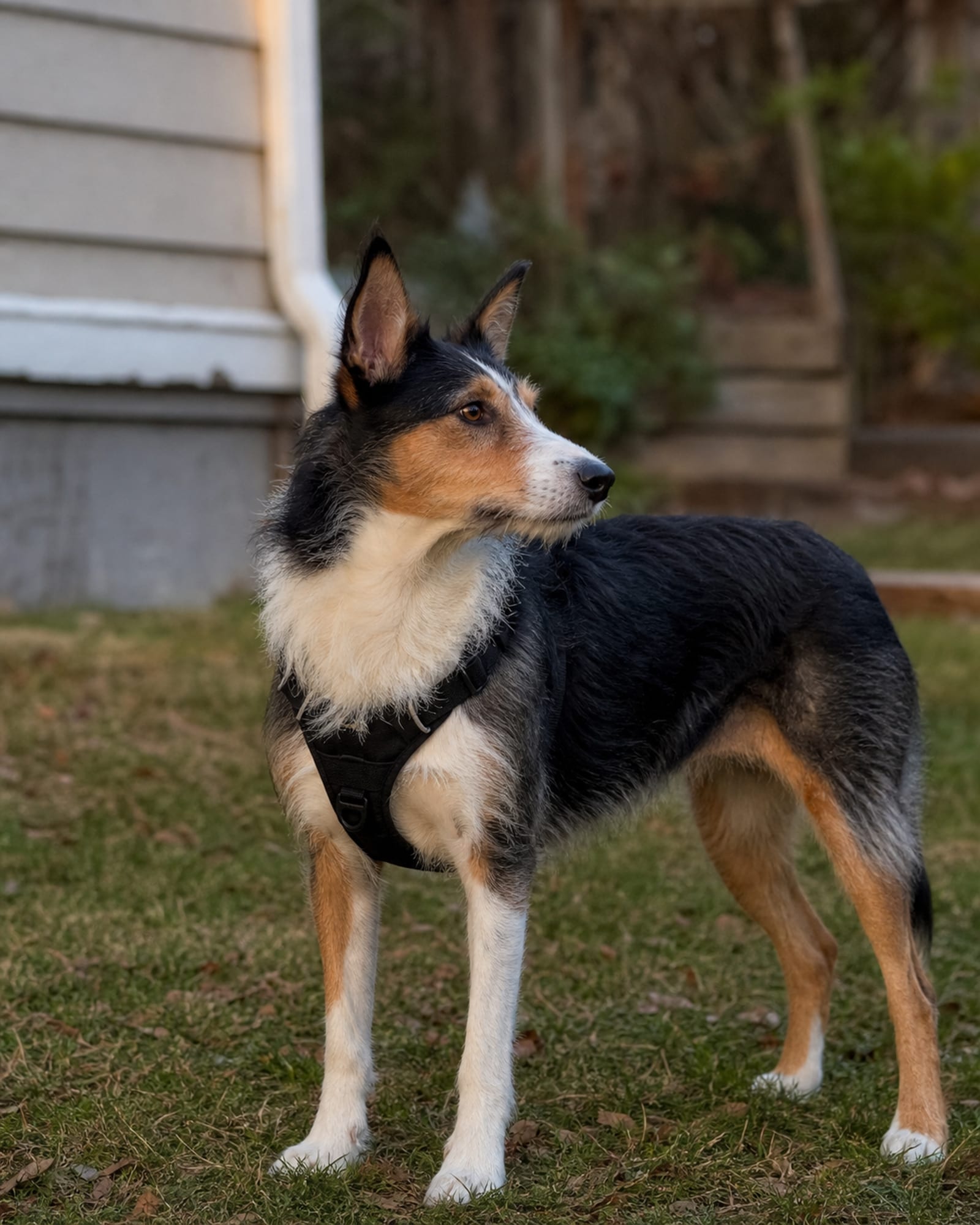 A dog standing relaxed on a lawn, weight even