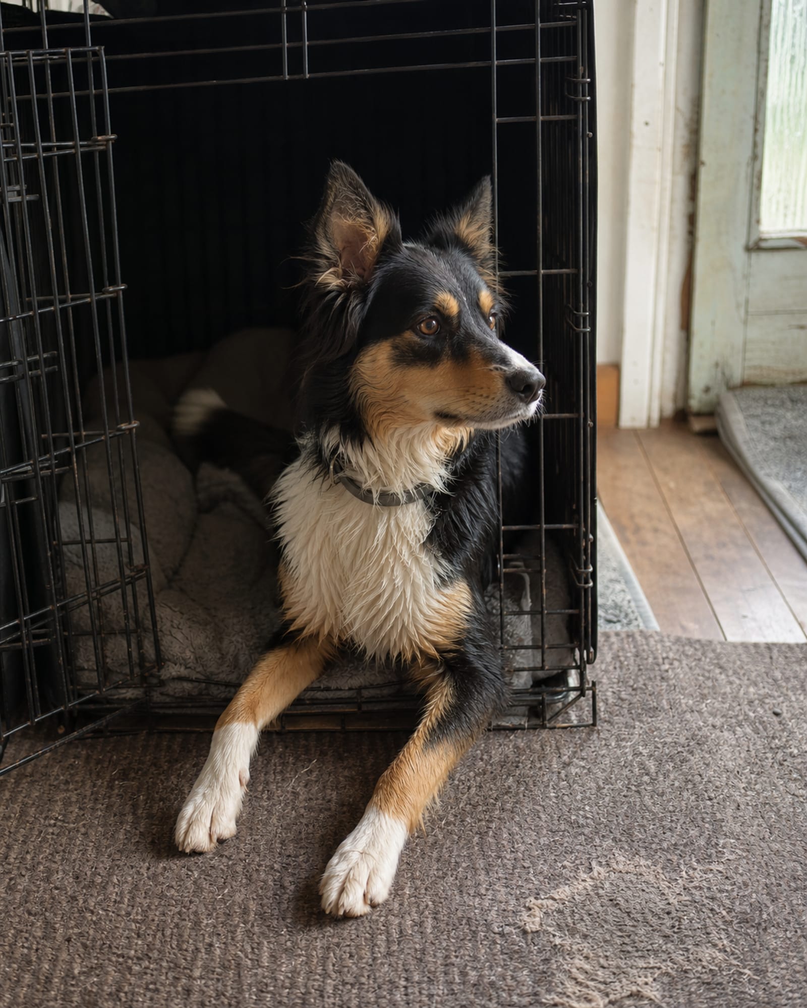 A dog settled in an open crate with bedding, half in and half out