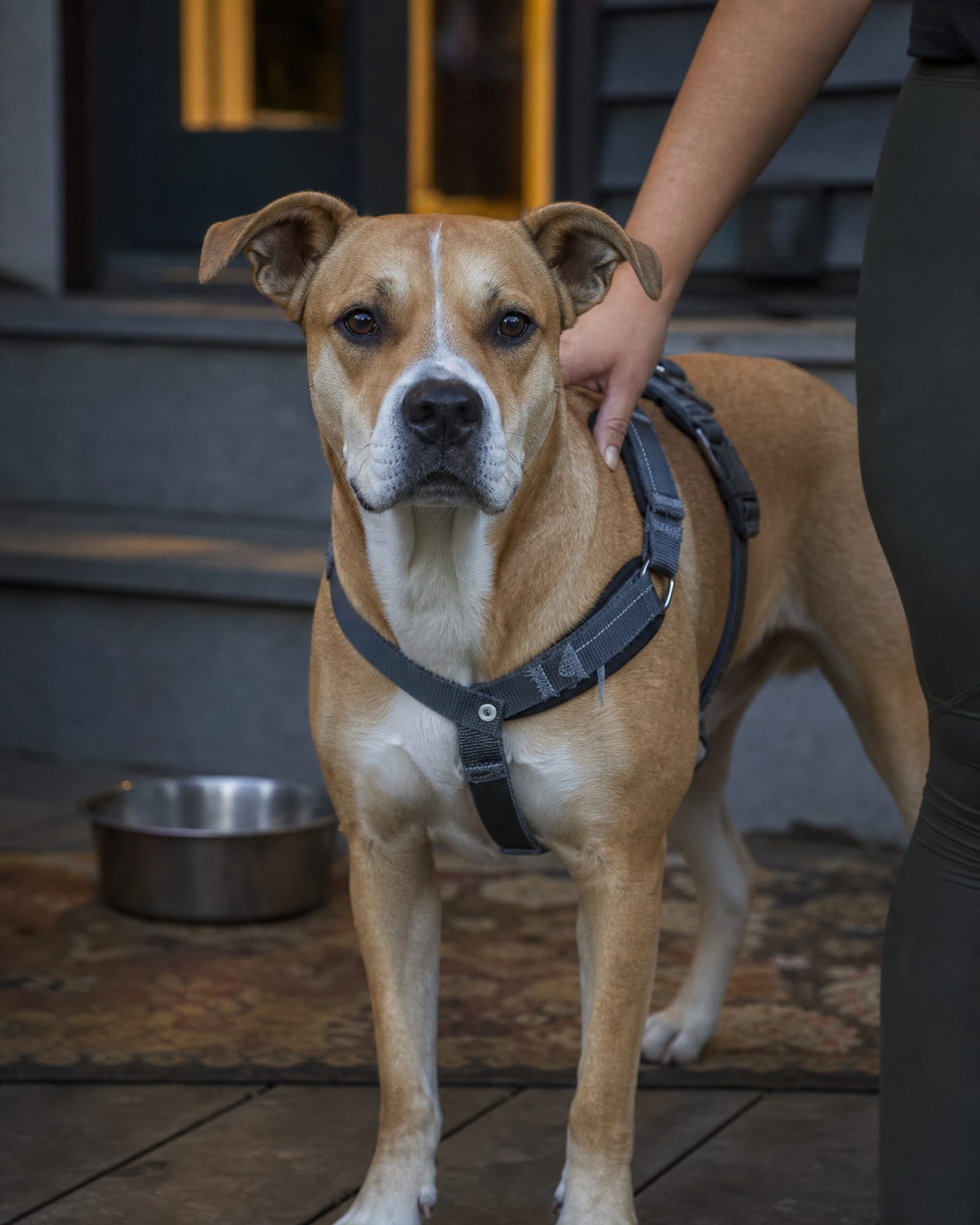 A dog standing with a handler's hand resting lightly on its shoulder, forearm only
