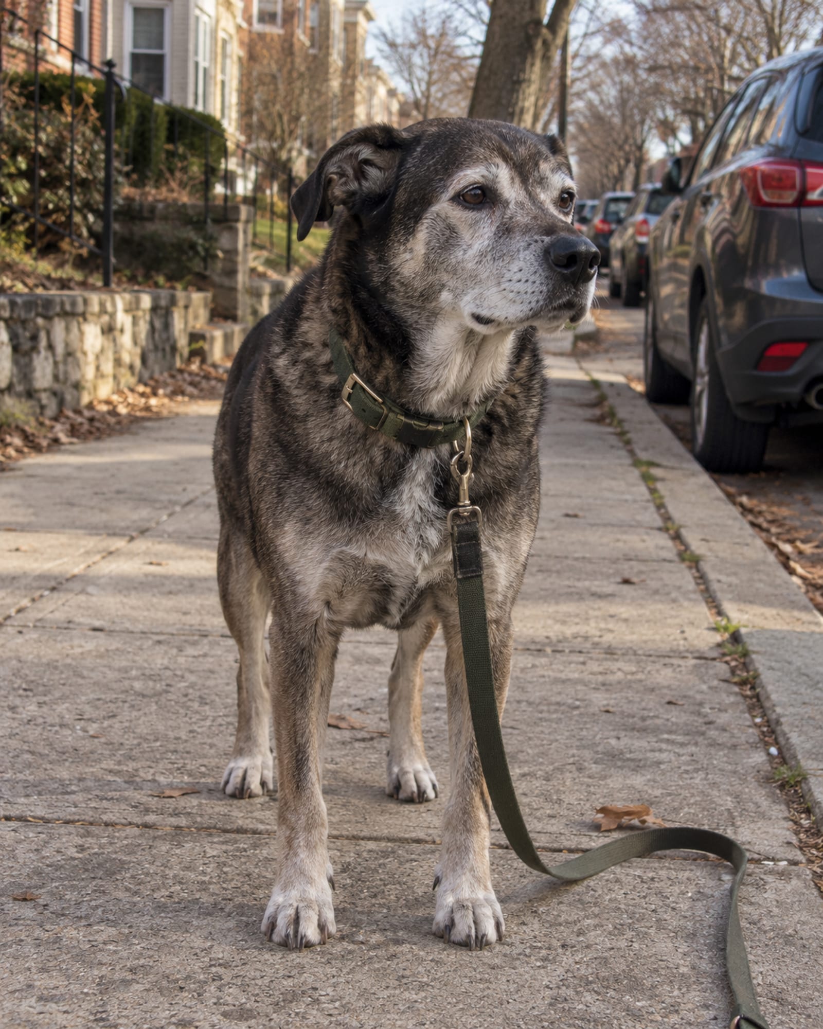A dog in a stand stay with its lead slack on the ground beside it