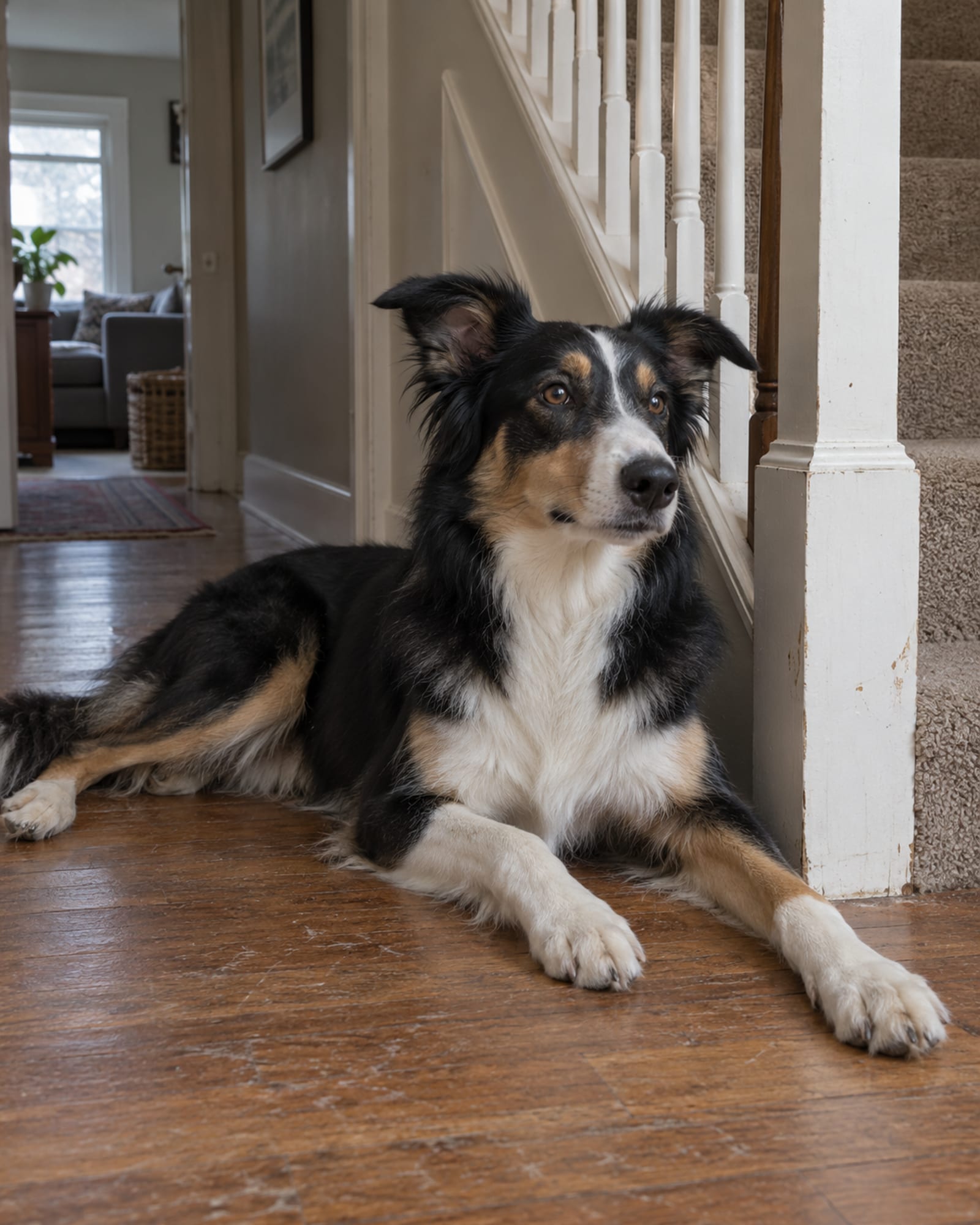 A dog lying along the foot of a staircase, banister rising