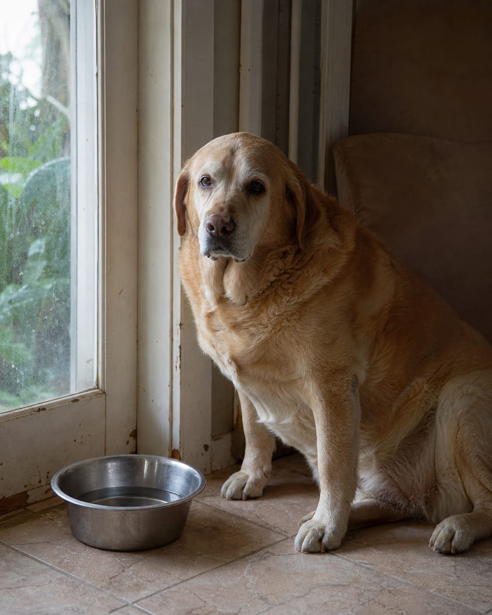 A dog sitting beside a water bowl on a tiled floor