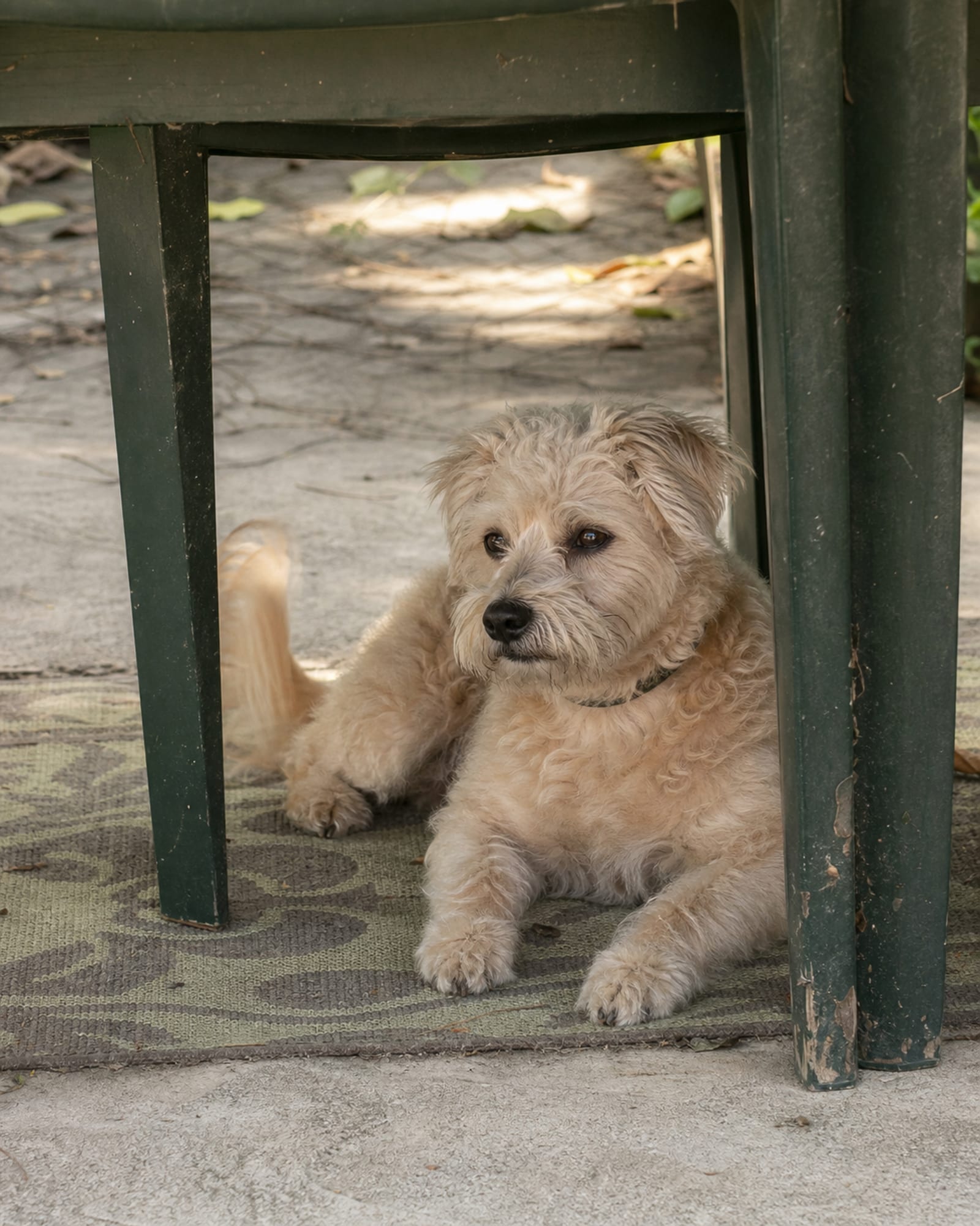 A dog lying under a table with chair legs framing it