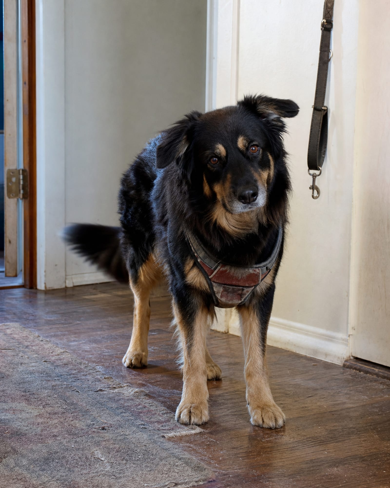 A dog standing in a hallway with a lead hanging on the wall behind, unclipped