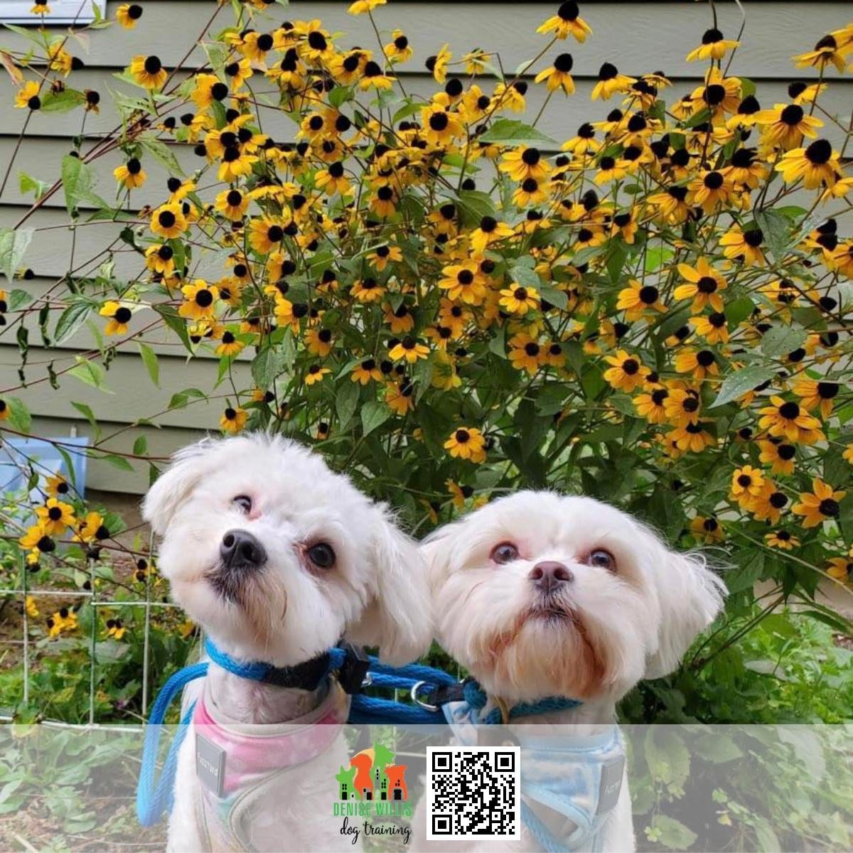 Two small white dogs in matching harnesses and training leads, sitting together in a garden in front of black-eyed Susans.