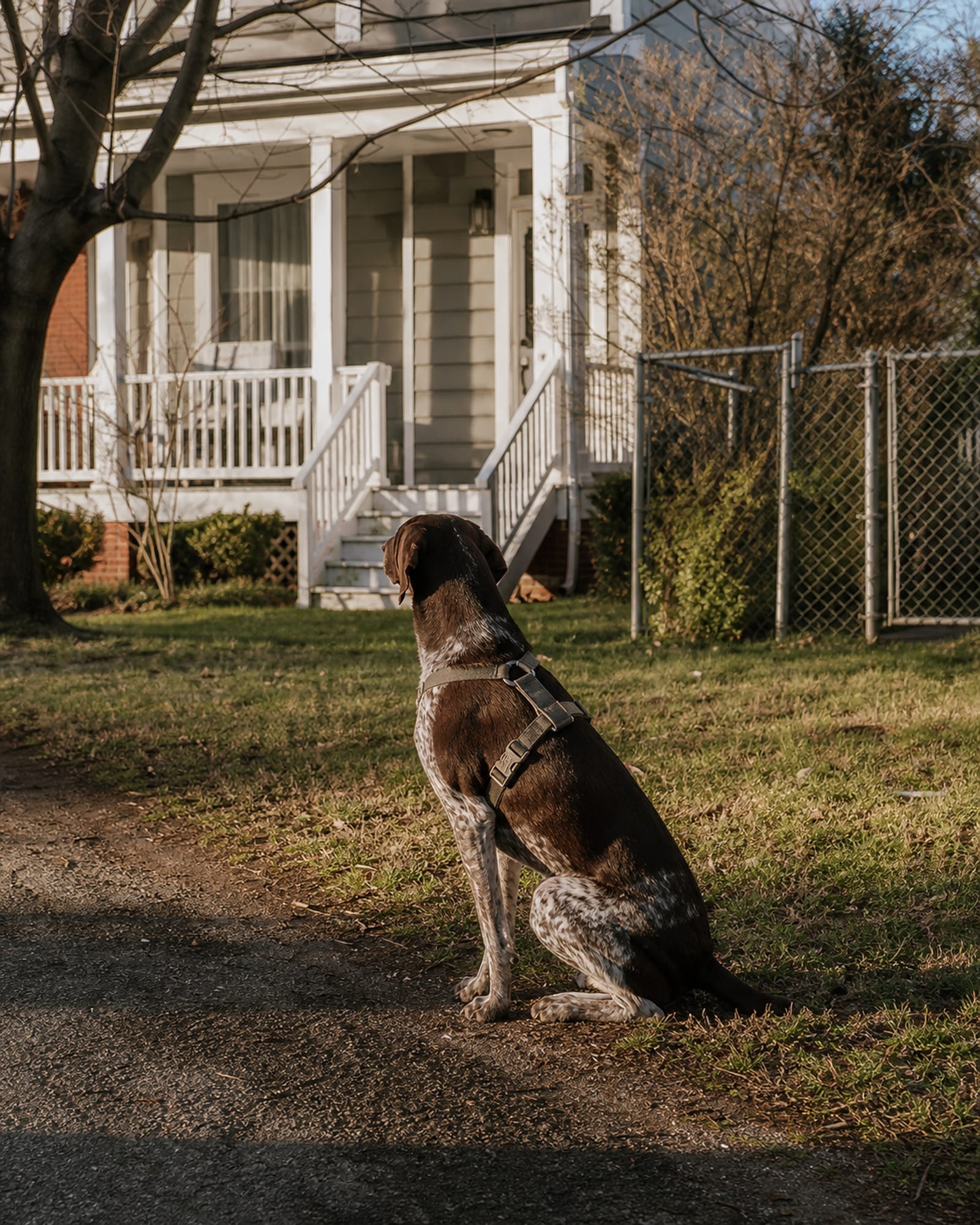 A dog sitting at the edge of a lawn facing the house