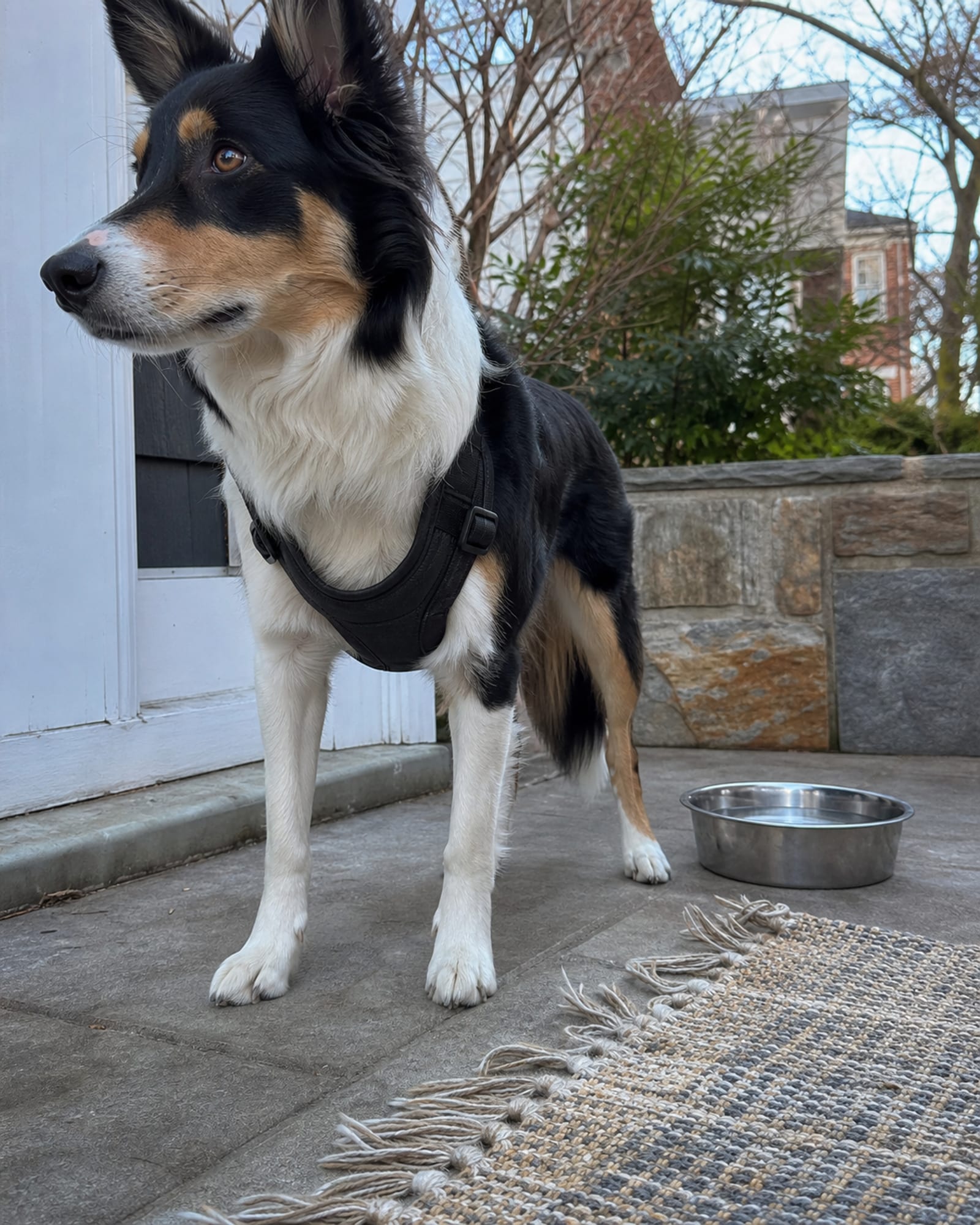 A dog standing beside a low garden wall, weight settled
