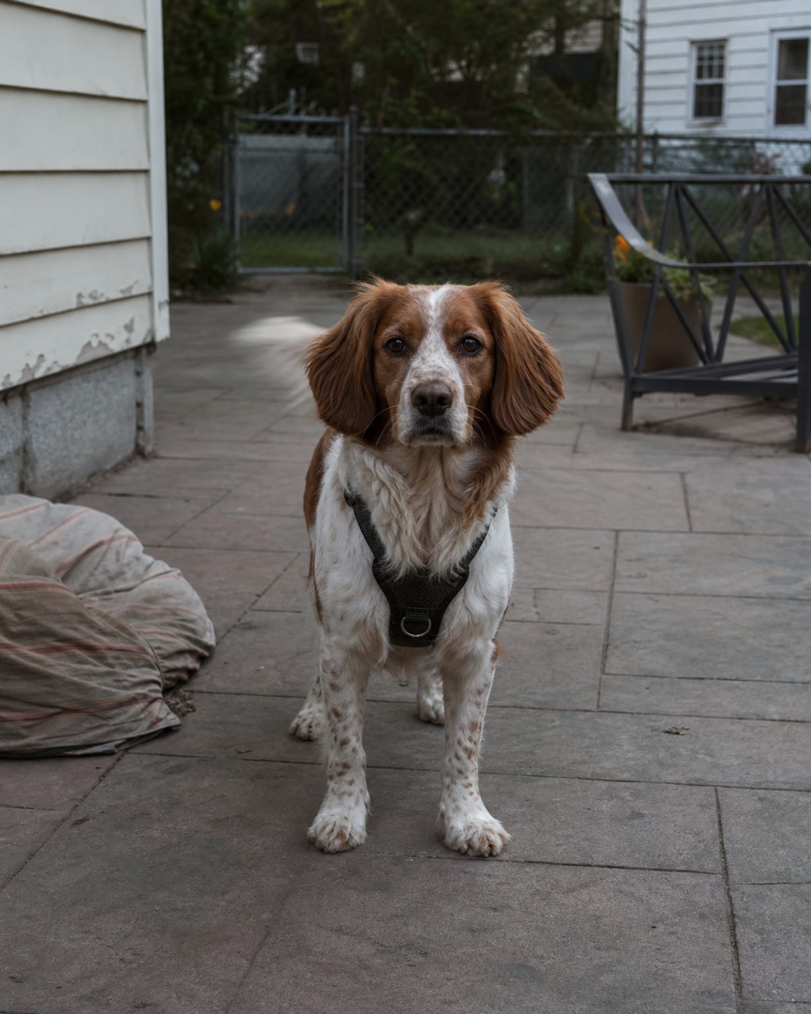 A dog standing square on a patio, ears forward