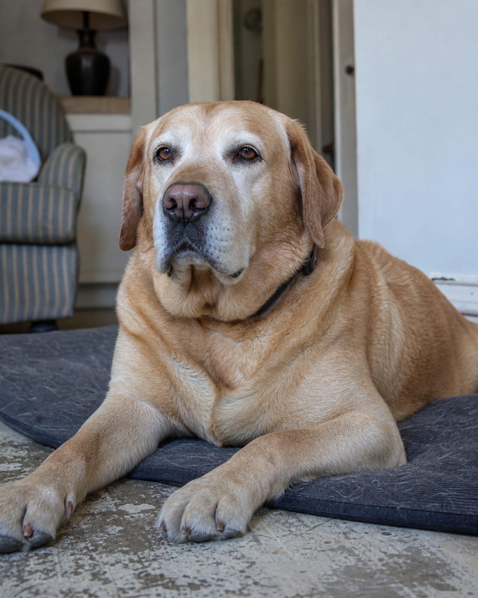 A dog lying calm on a bed in a family living room
