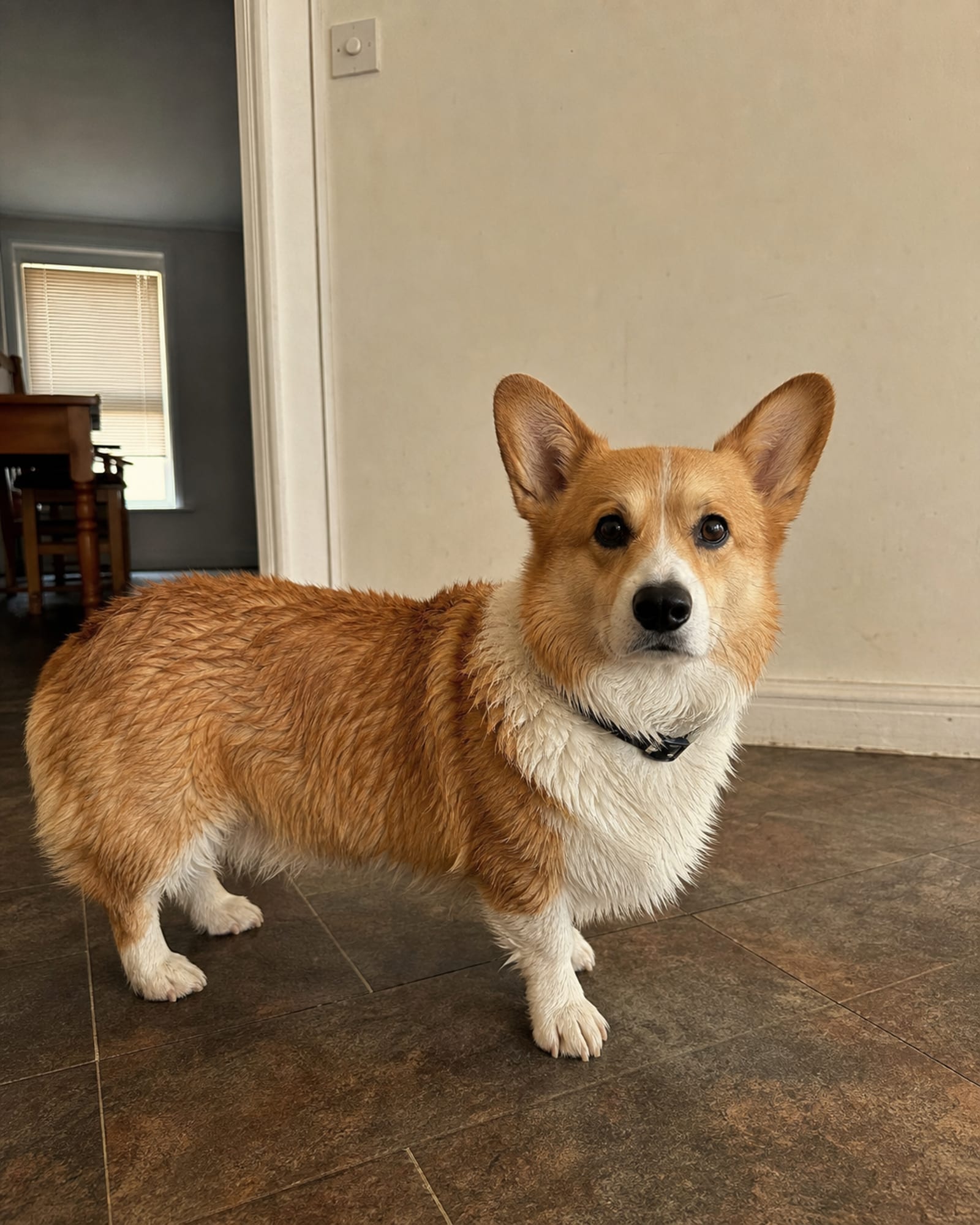 A dog standing square and settled in a plain interior, full body