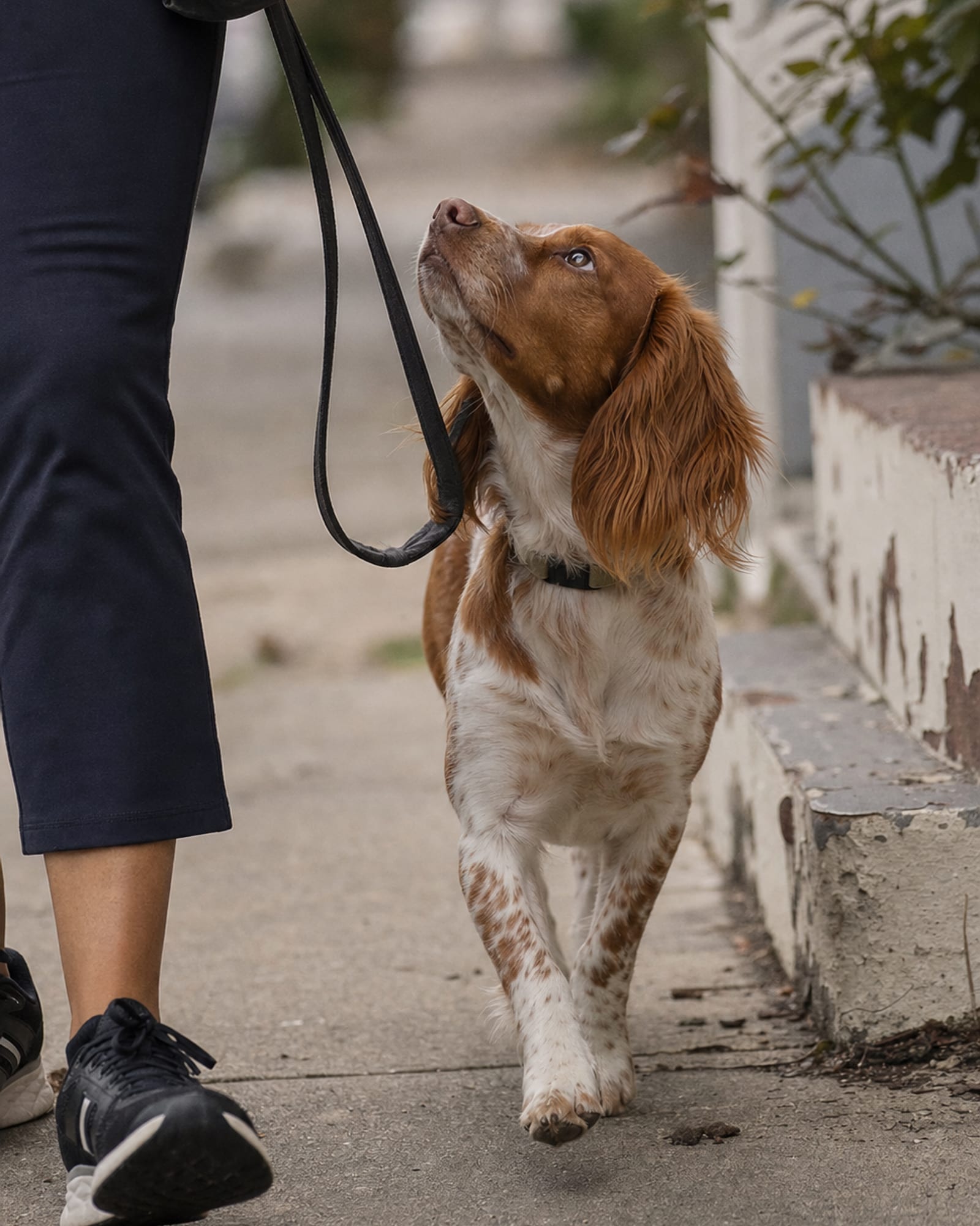A dog walking at heel beside a handler's lower legs, cropped at the knee