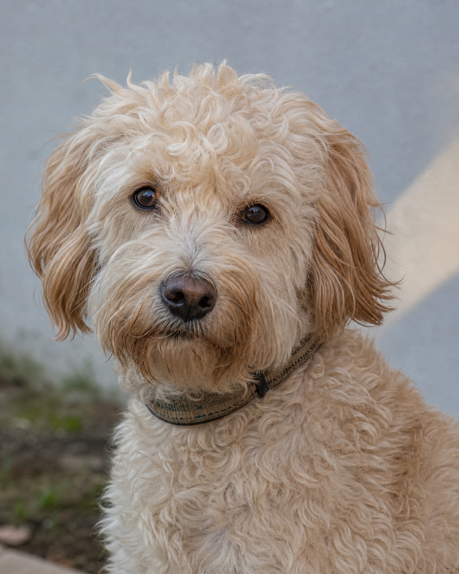 A tight portrait of a dog's head and shoulders, eyes soft and attentive