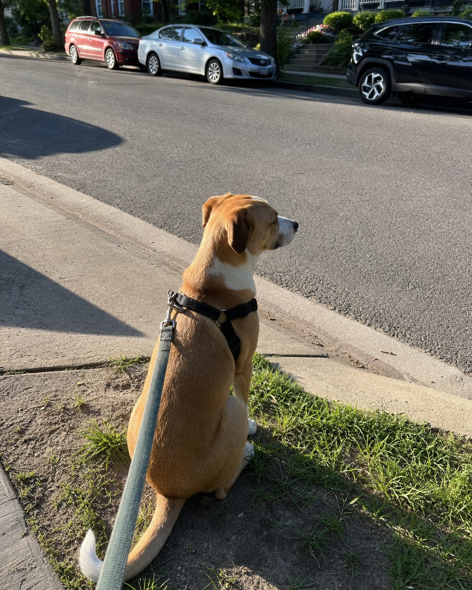 A dog sitting at a curb edge waiting to cross