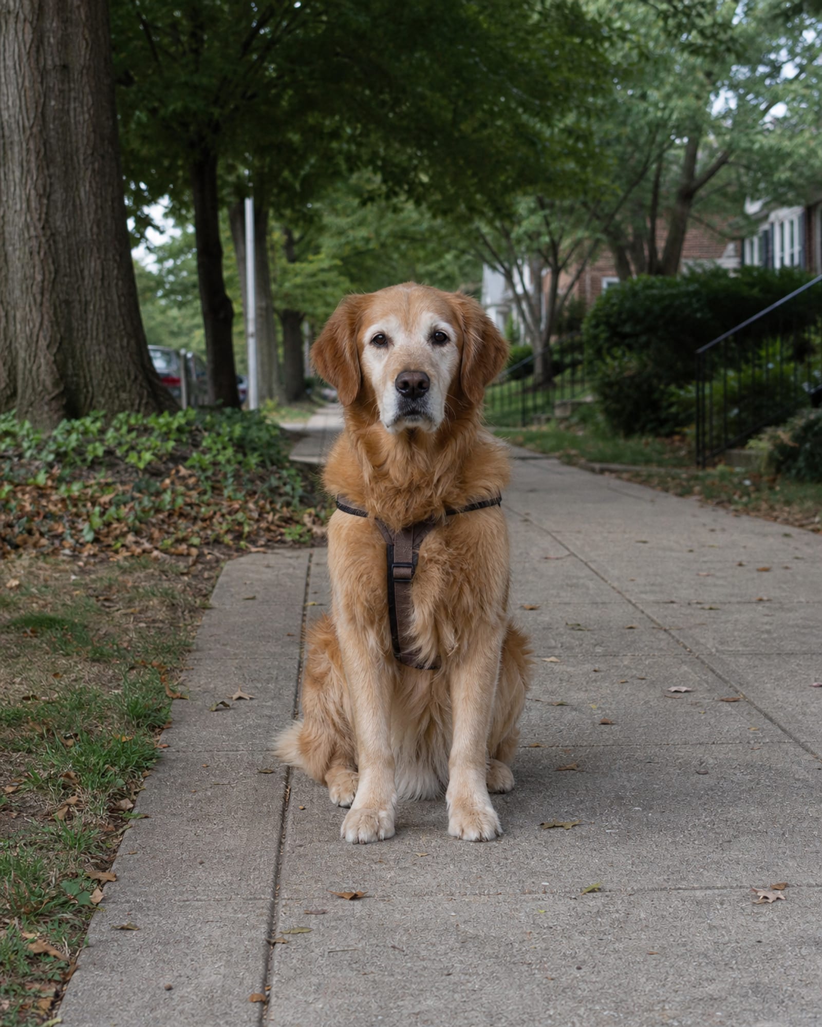 A dog sitting upright and attentive, shoulders square to camera