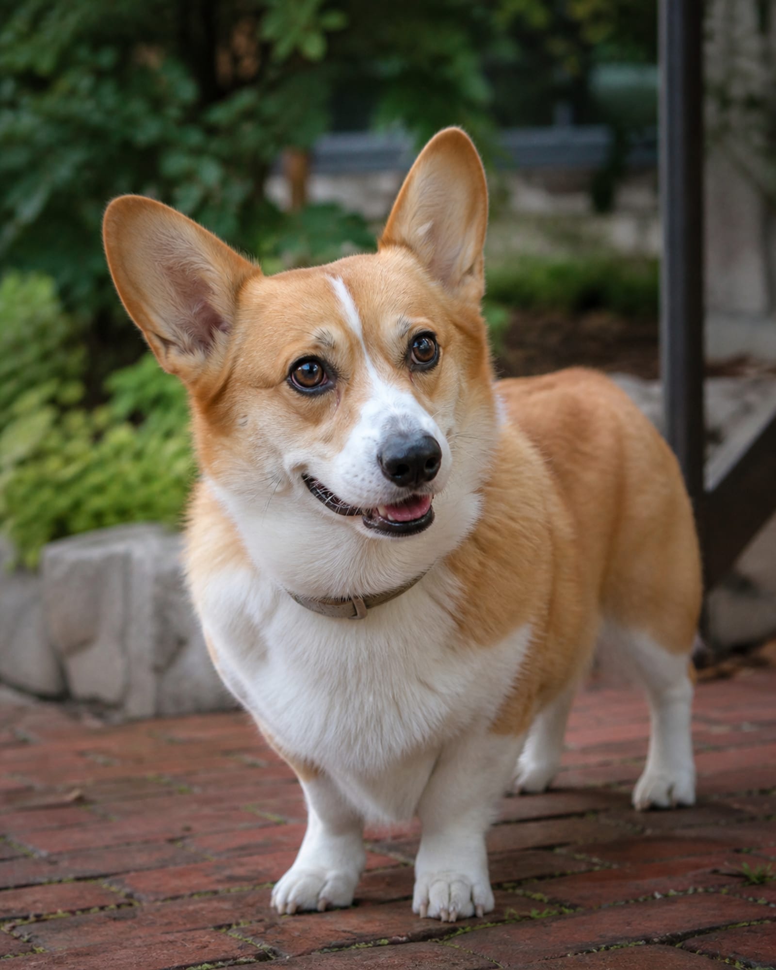 A close vertical of a dog's face turned slightly, ears forward, in Annapolis, MD