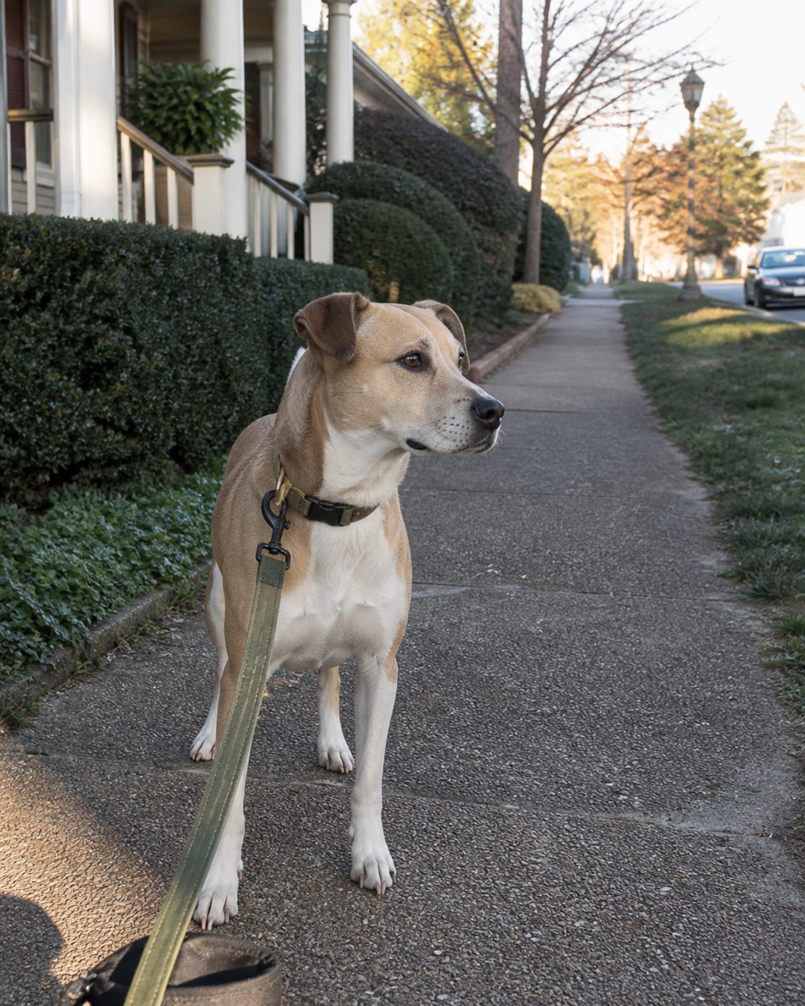 A dog standing on a sidewalk with the street receding behind it, in Annapolis, MD