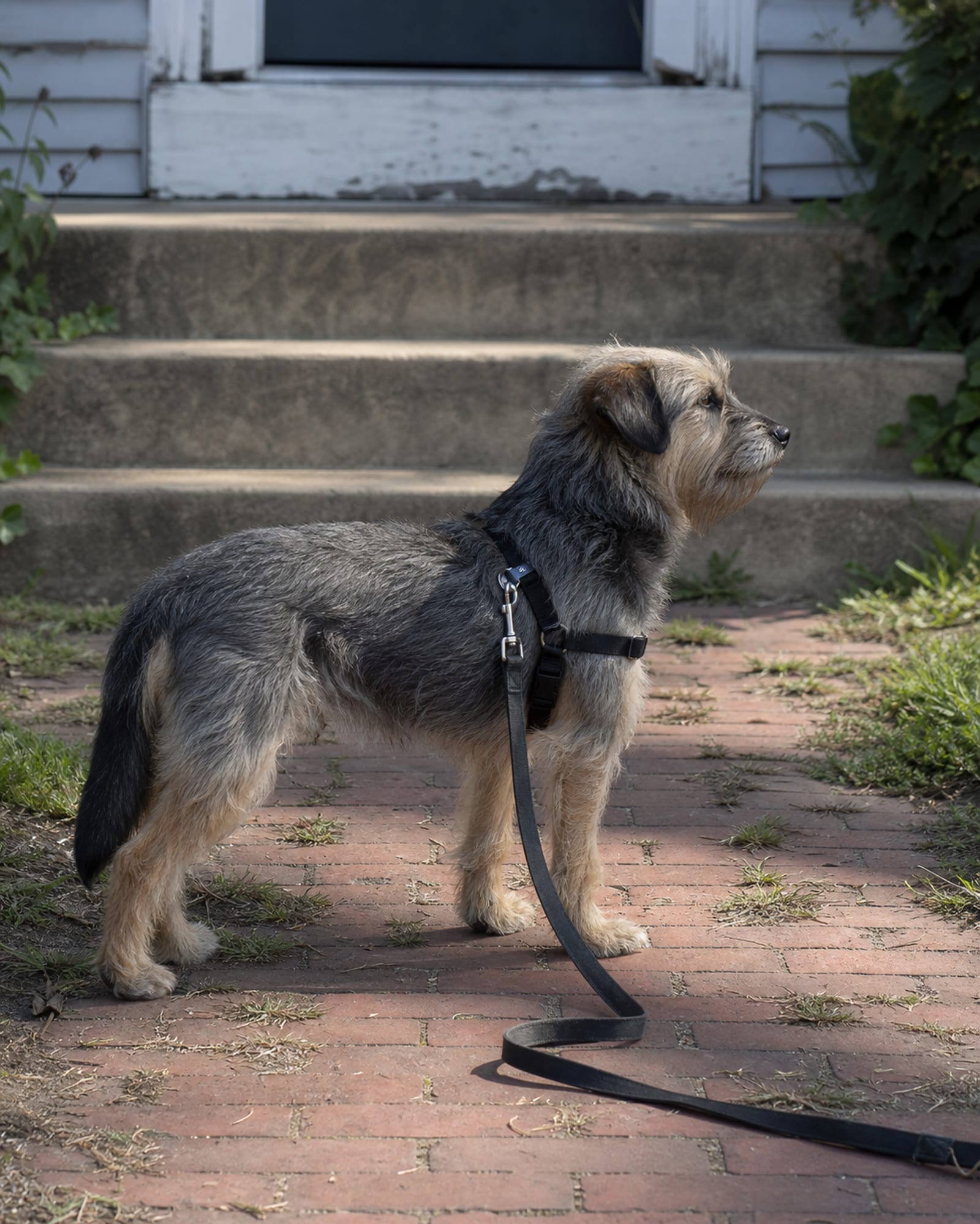 A dog in a stand stay with its lead slack on the ground beside it