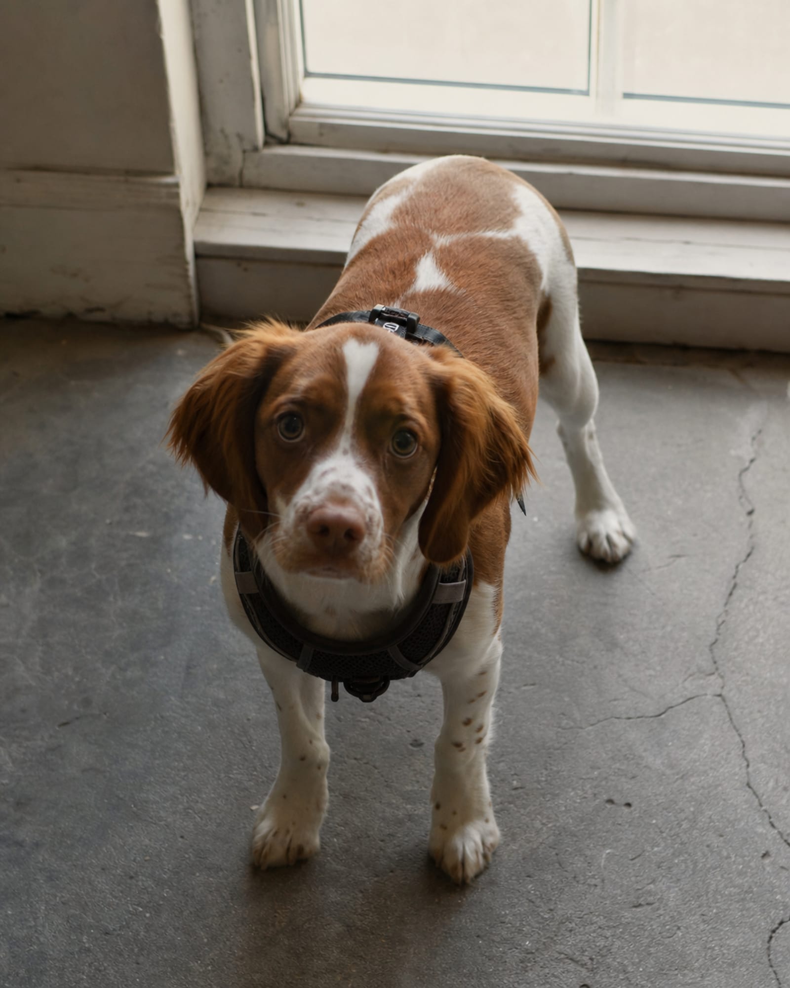 A dog looking up and holding eye contact, shot from just above