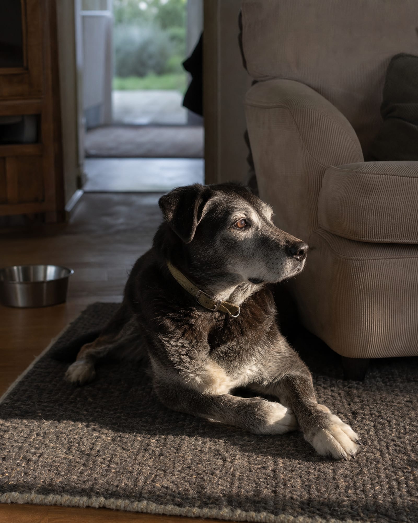 A dog lying on a mat beside a sofa, room quiet