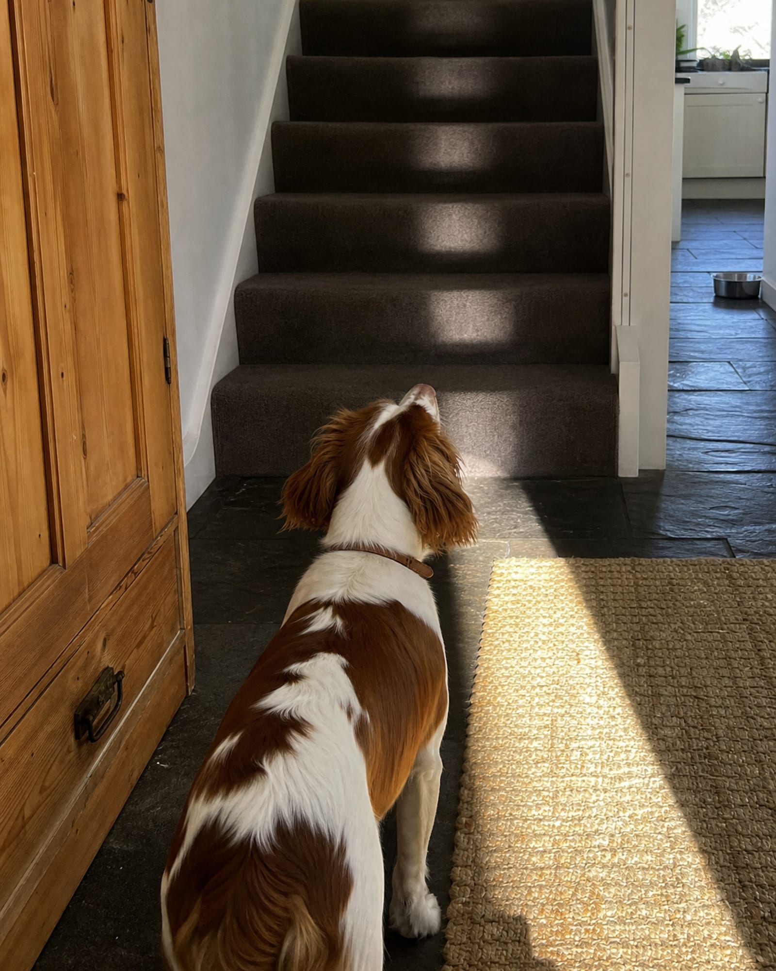 A dog standing at the bottom of a staircase looking up