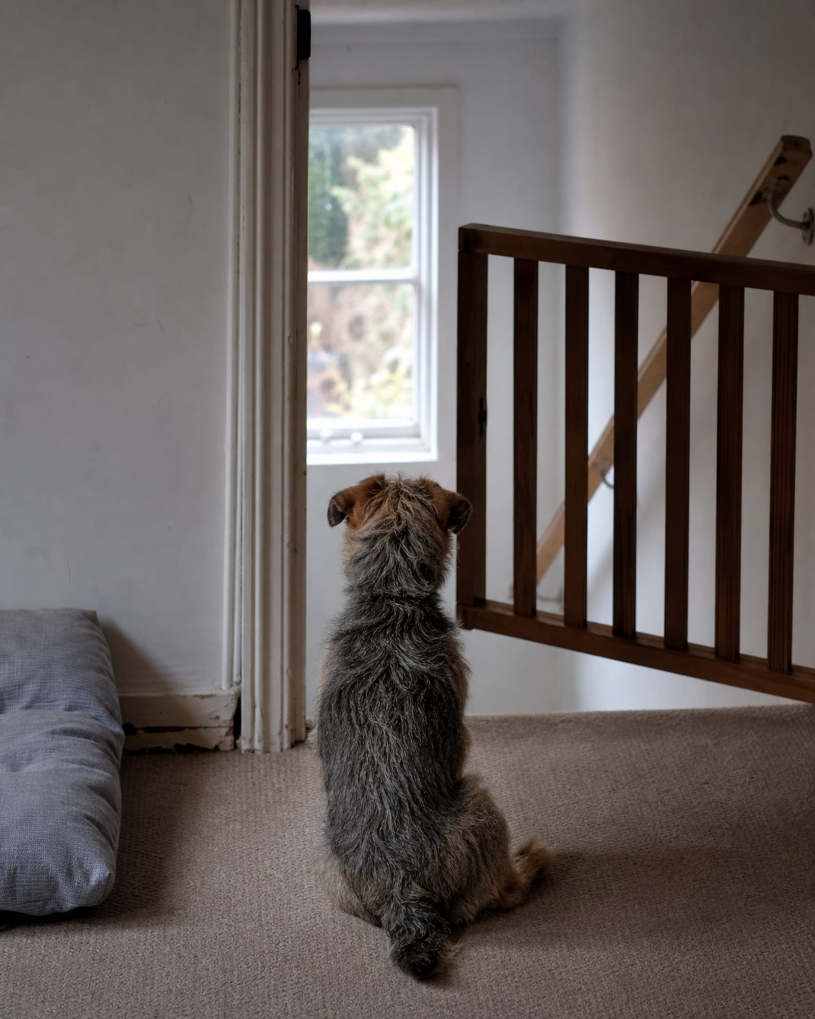 A dog waiting behind a half open stair gate, calm