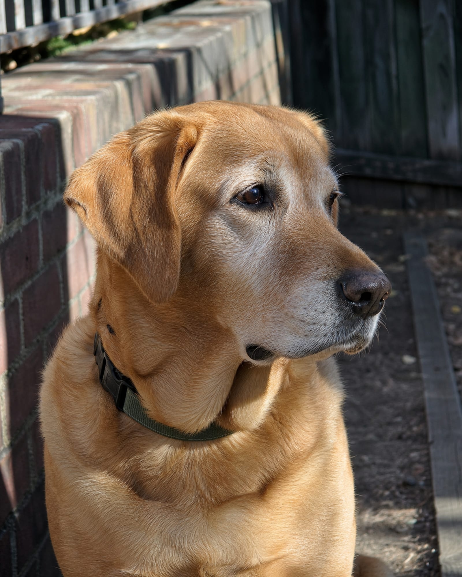 A dog's head and chest filling the frame, collar just visible