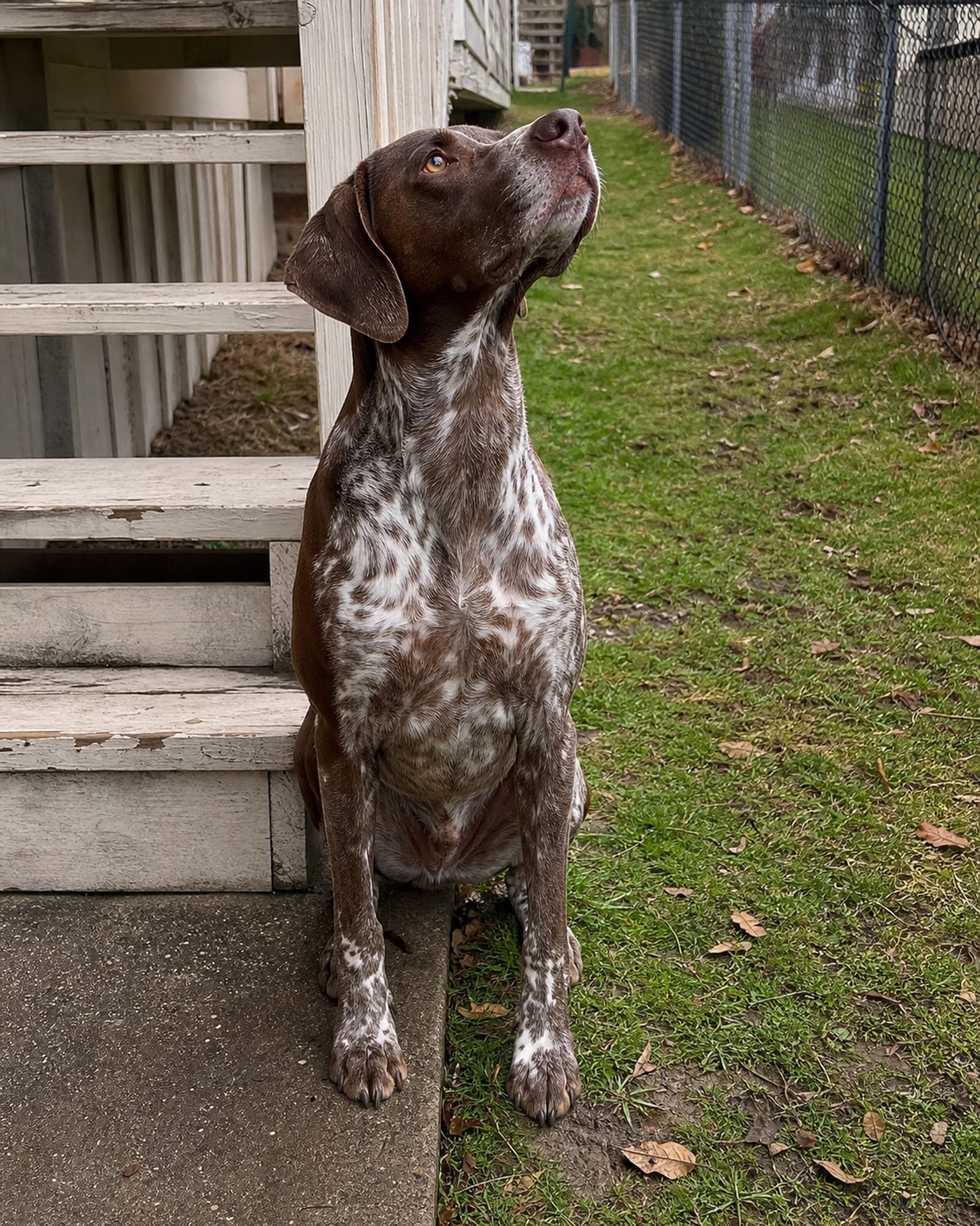A dog sitting at the foot of steps, looking up out of frame