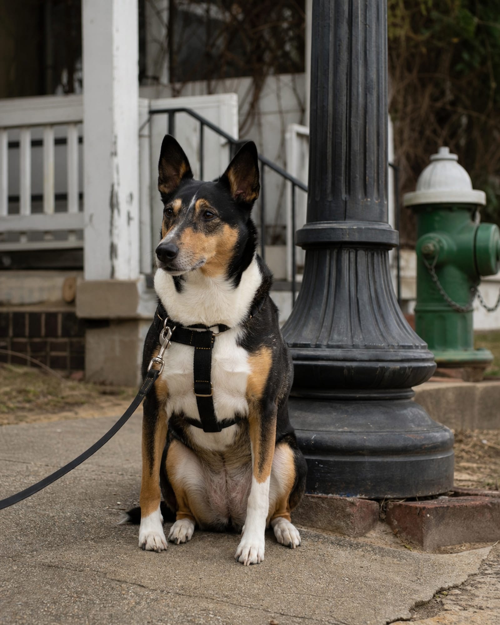 A dog sitting square beside a lamp post