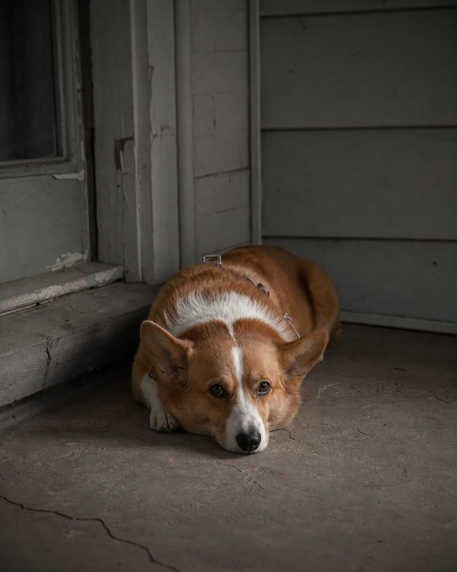 A dog in a down with its chin resting on its paws, shot from the front, in Bethesda, MD