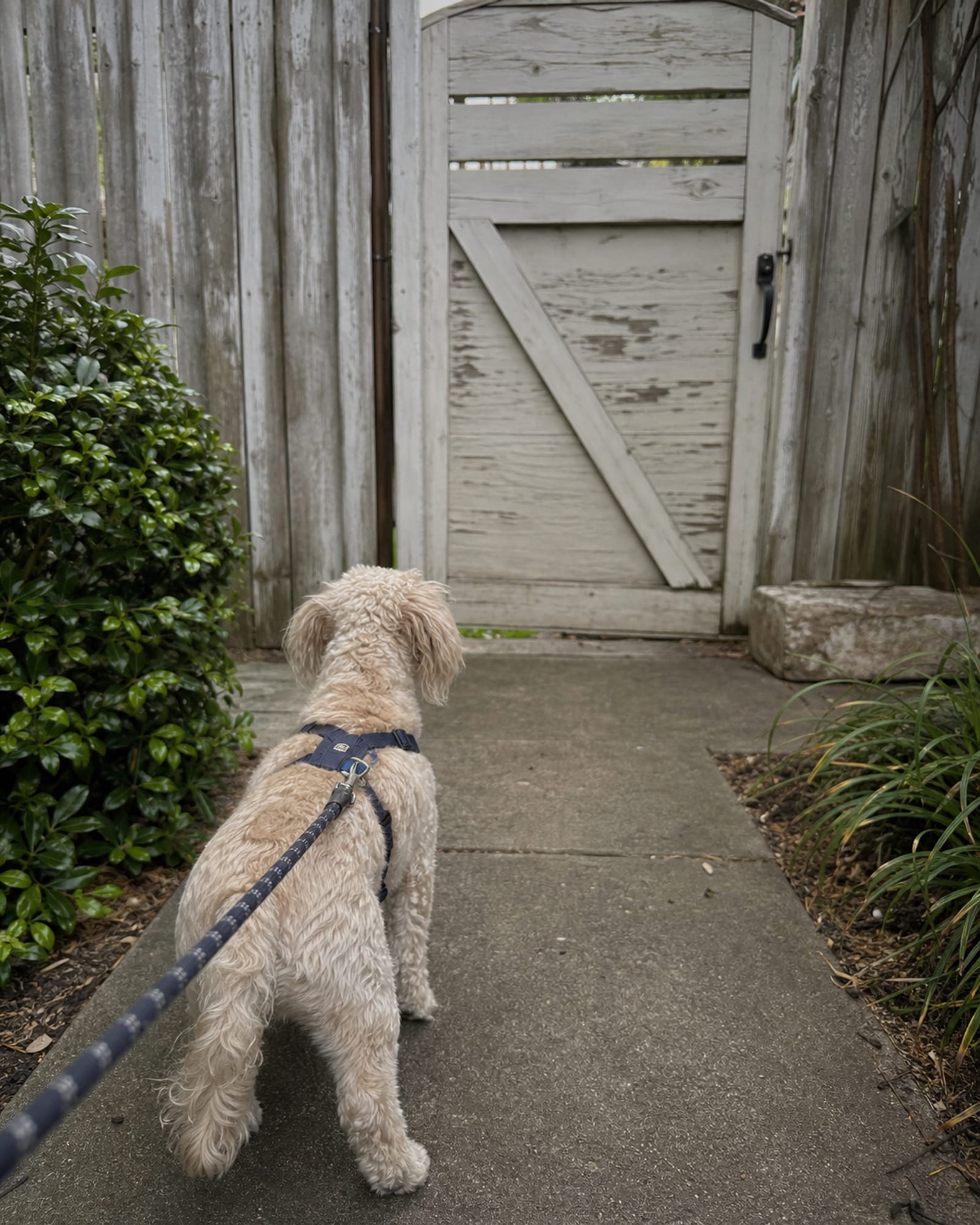 A dog walking away from camera down a pavement, seen from behind, in Bethesda, MD