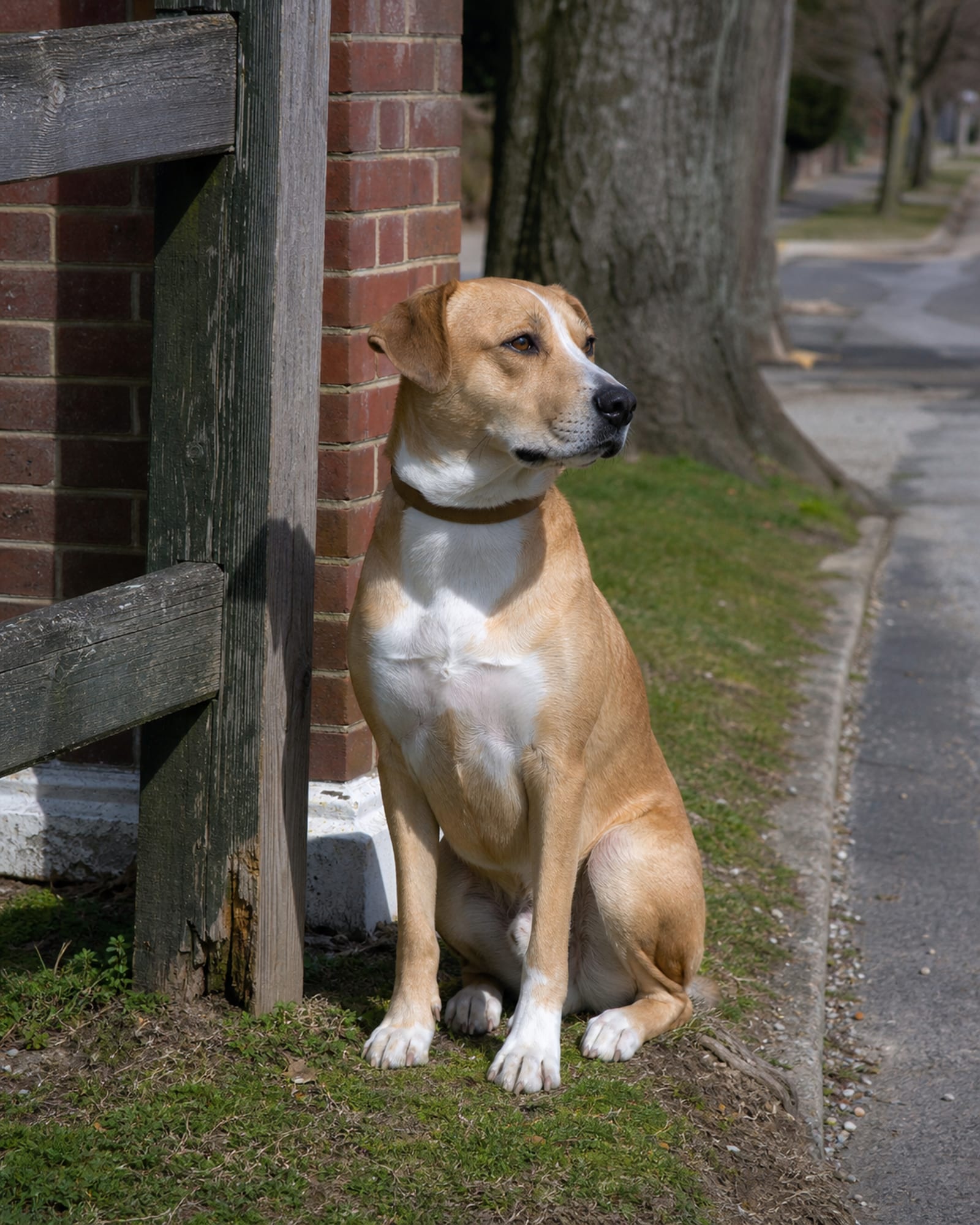 A dog sitting beside a gatepost, upright and calm