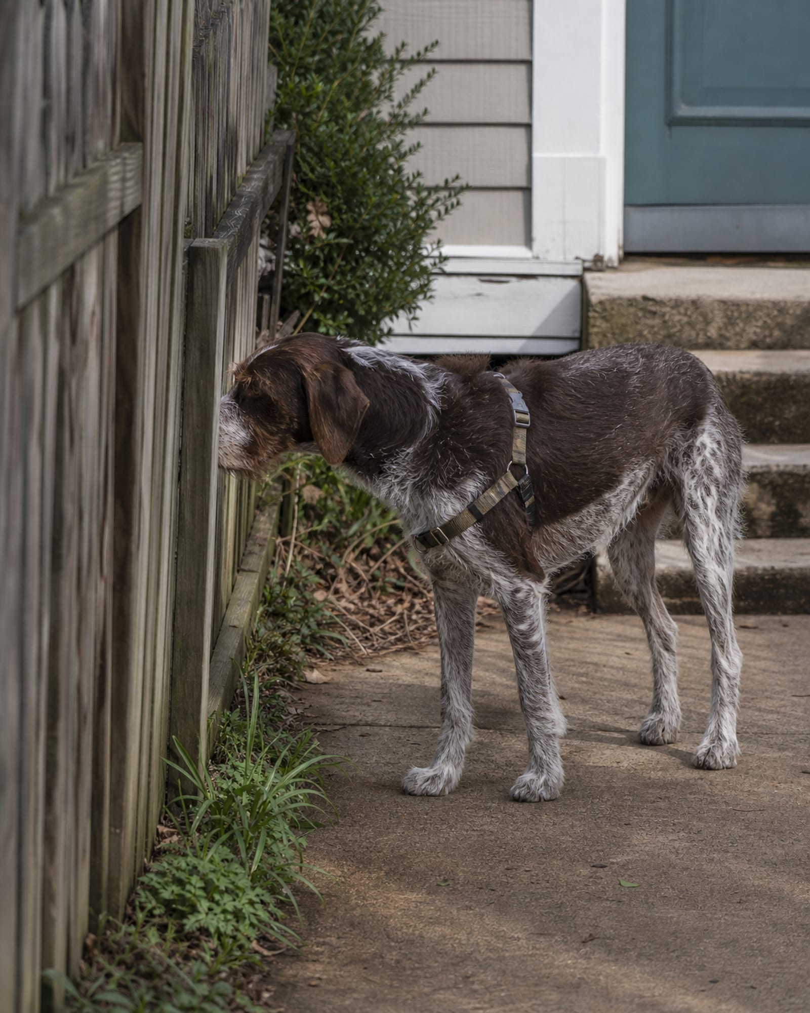 A dog standing beside a fence line, nose to a gap