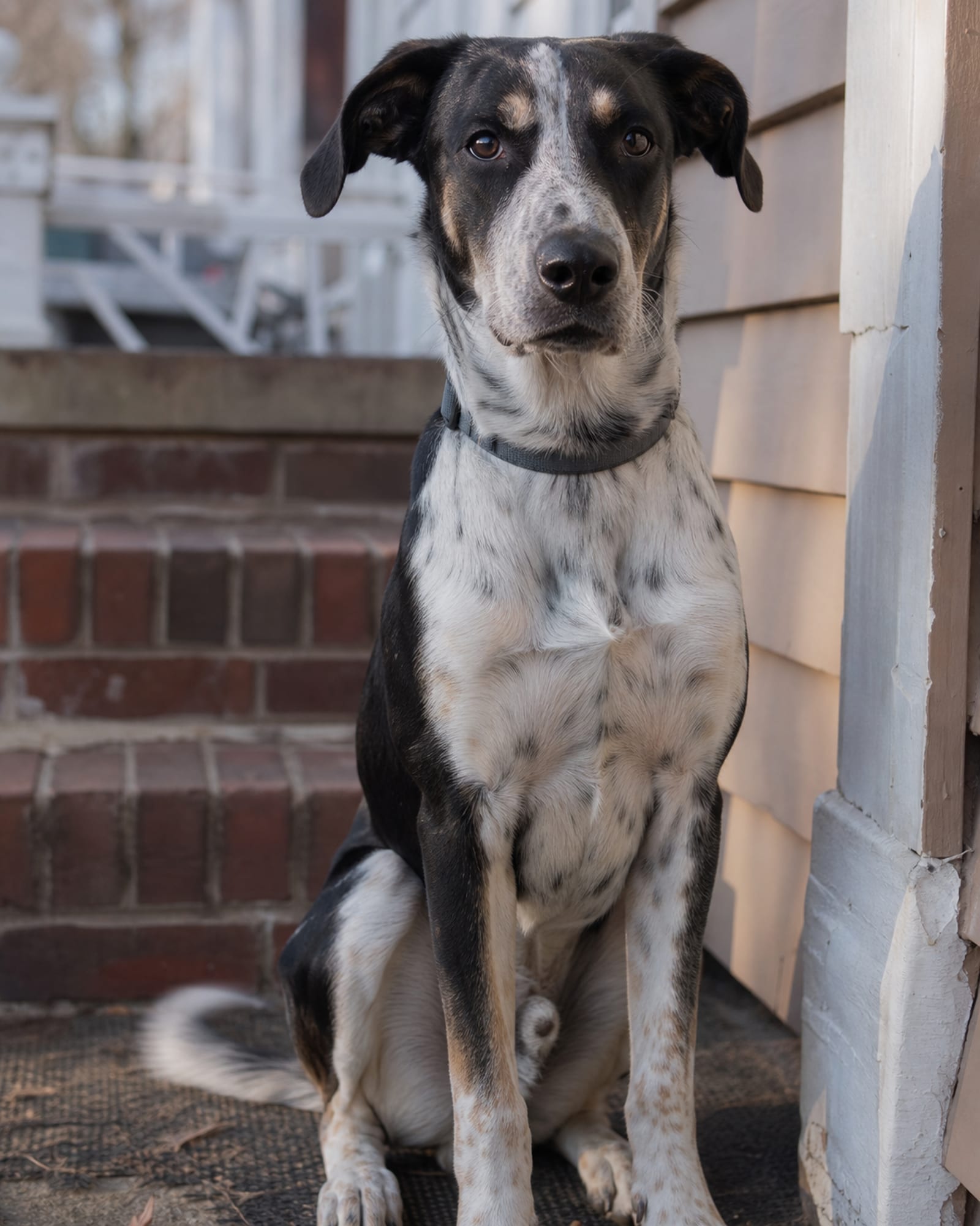 A tight vertical of a dog sitting, front legs straight, chest square
