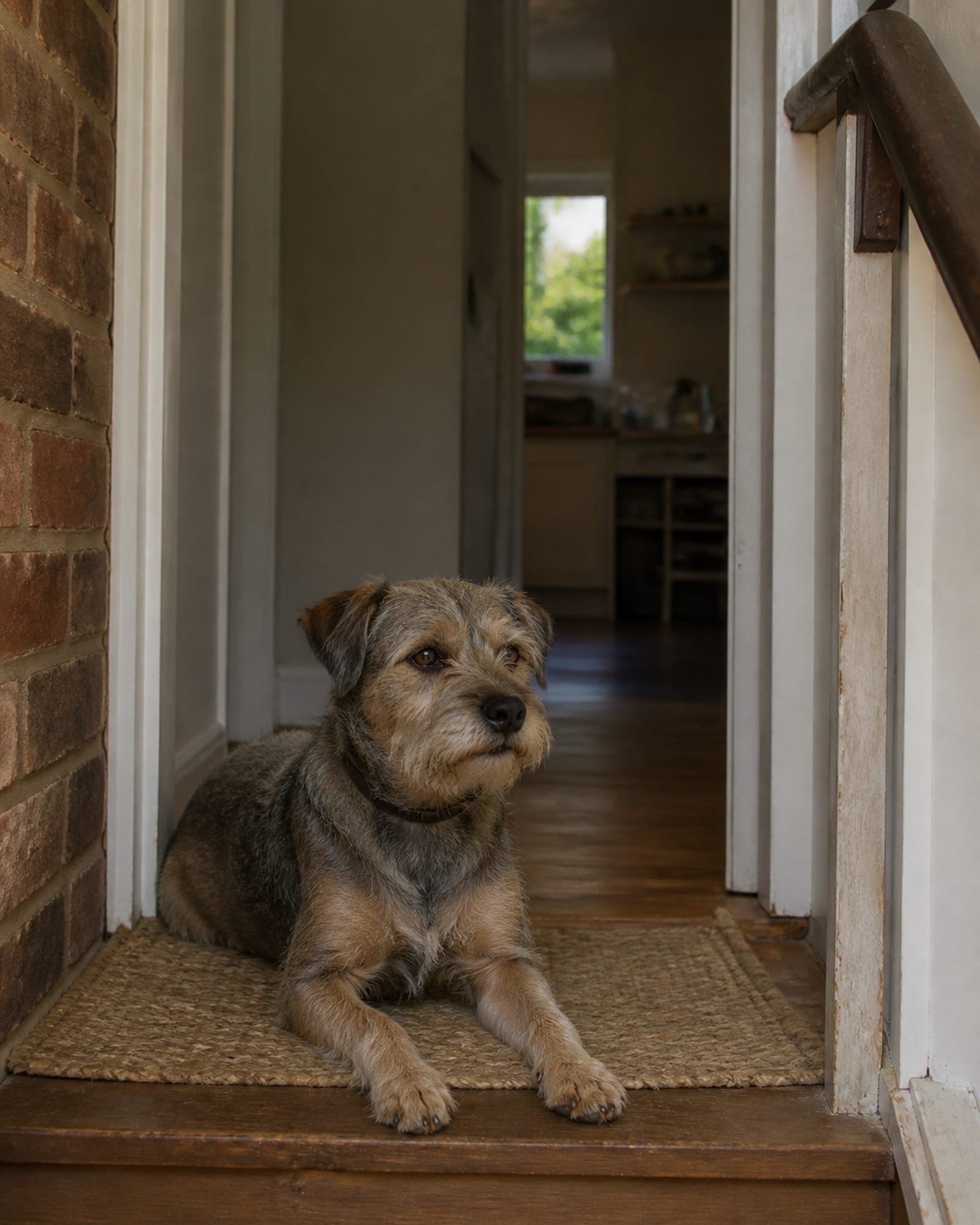 A dog settled on a mat in a doorway, room beyond, in Catonsville, MD