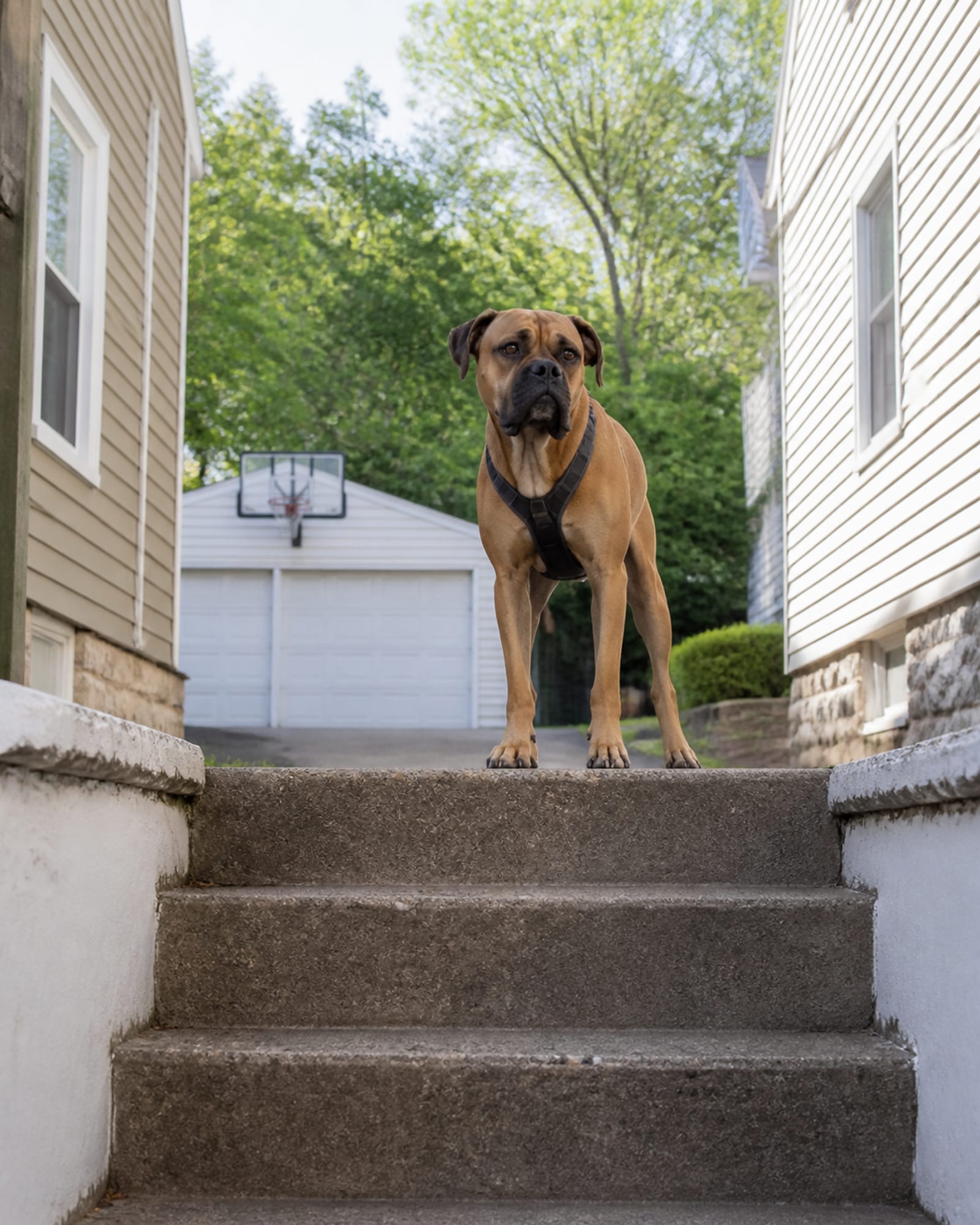A dog standing at the top of a short flight of steps, in Catonsville, MD
