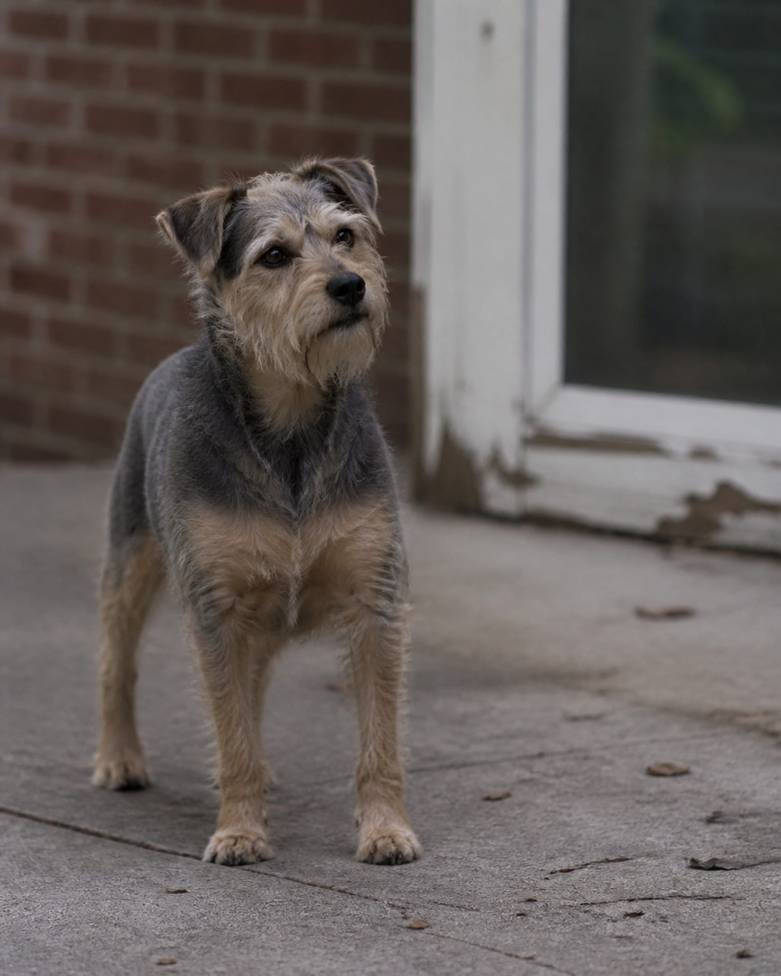 A dog watching intently off camera, head tilted a fraction, in Catonsville, MD