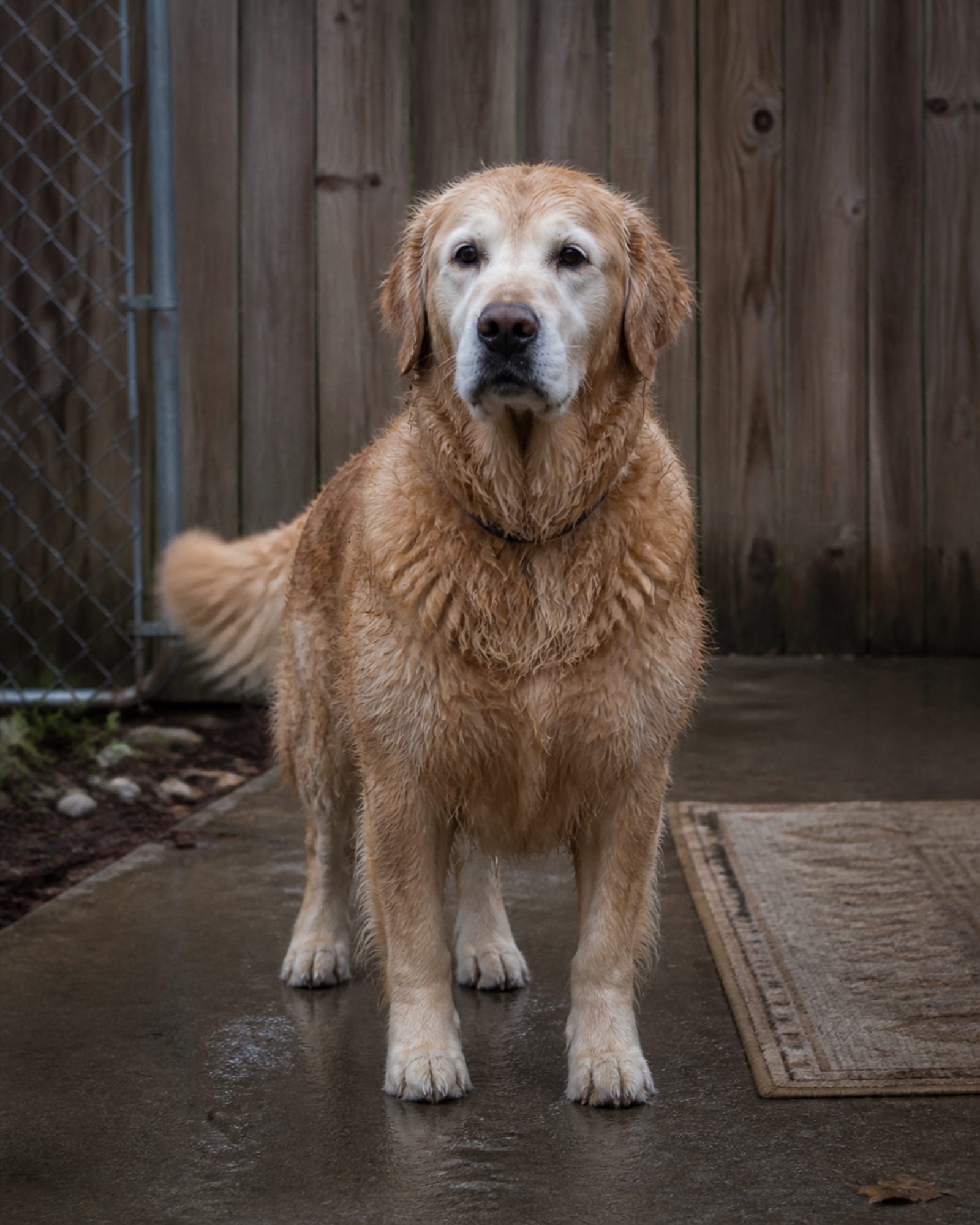 A dog standing square and settled, seen full body from the front, head up