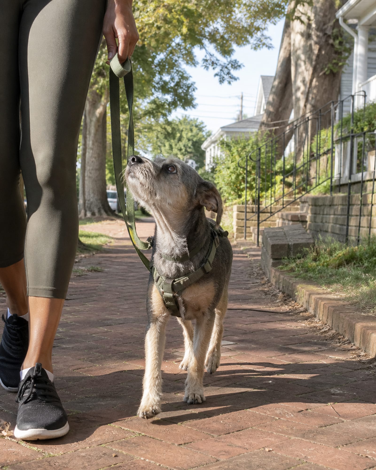 A dog walking at heel beside a handler's lower legs, both cropped at the knee