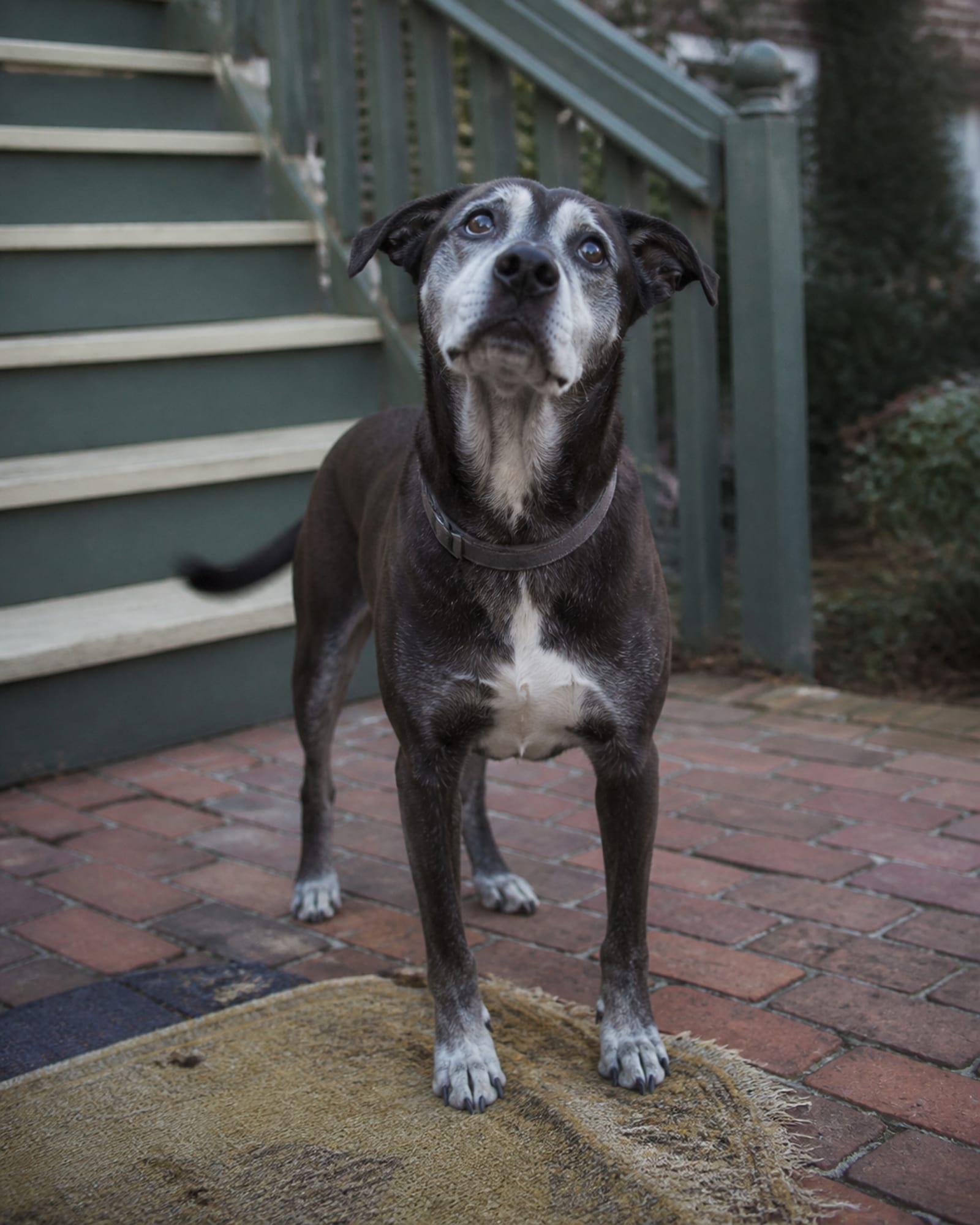 A dog looking up from a down, chin low, eyes raised