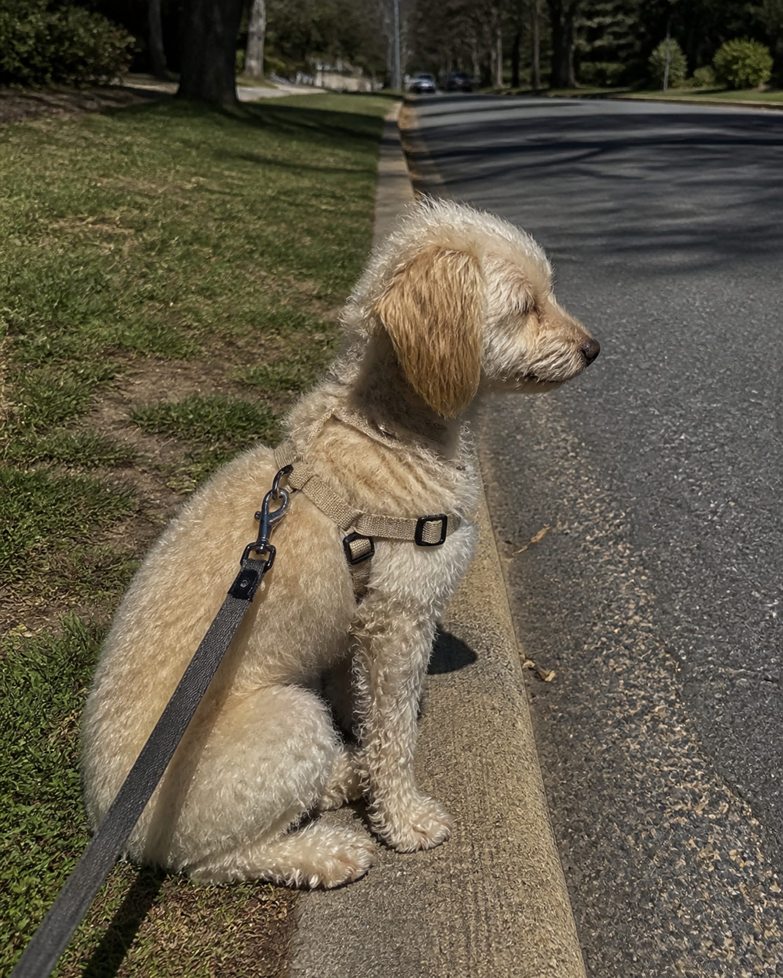 A dog sitting at a curb edge waiting to cross