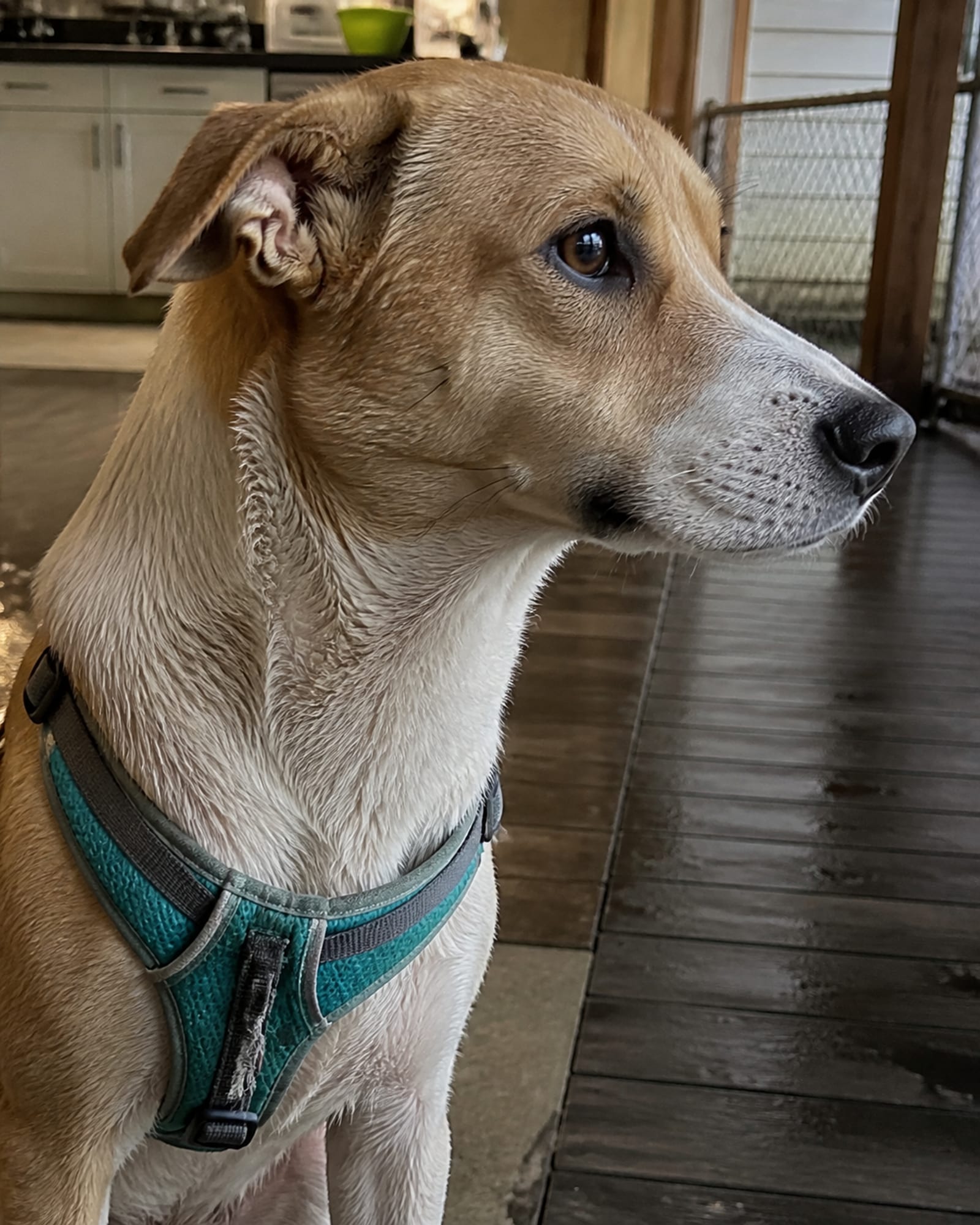 A close vertical of a dog's profile, muzzle to chest, in Cockeysville, MD