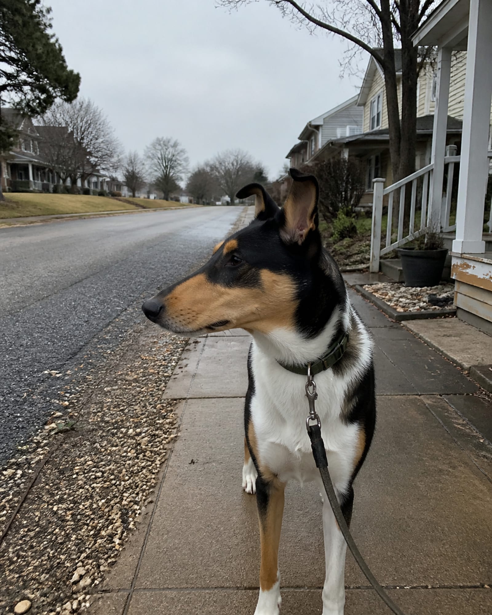 A dog standing on a sidewalk with the street receding behind it, in Cockeysville, MD