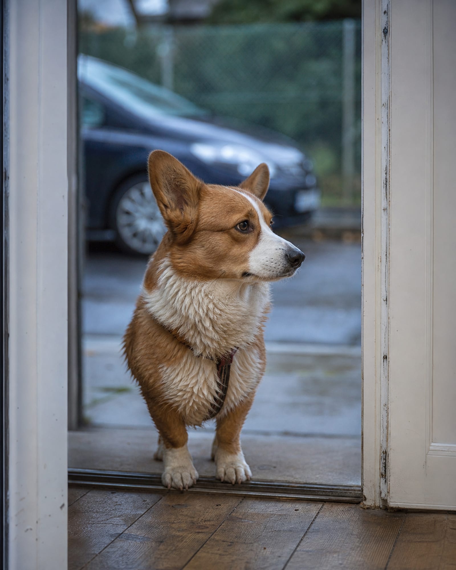 A dog's head framed in a doorway, body out of focus behind
