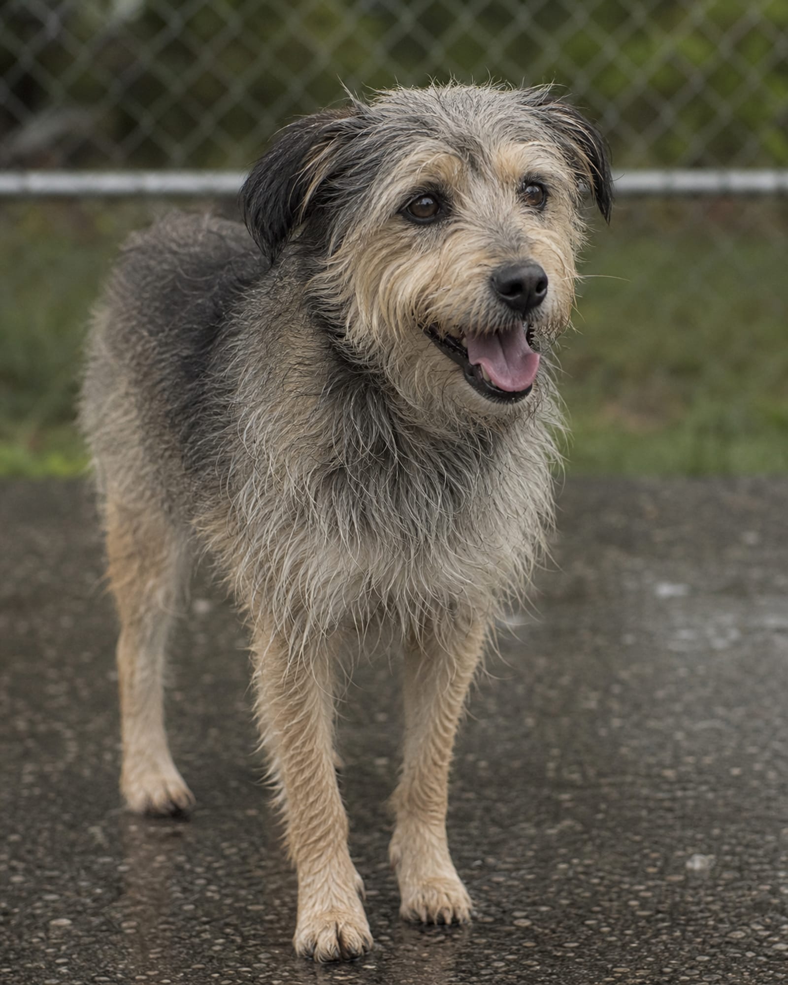 A dog panting lightly after work, mouth open, eyes bright, in Columbia, MD