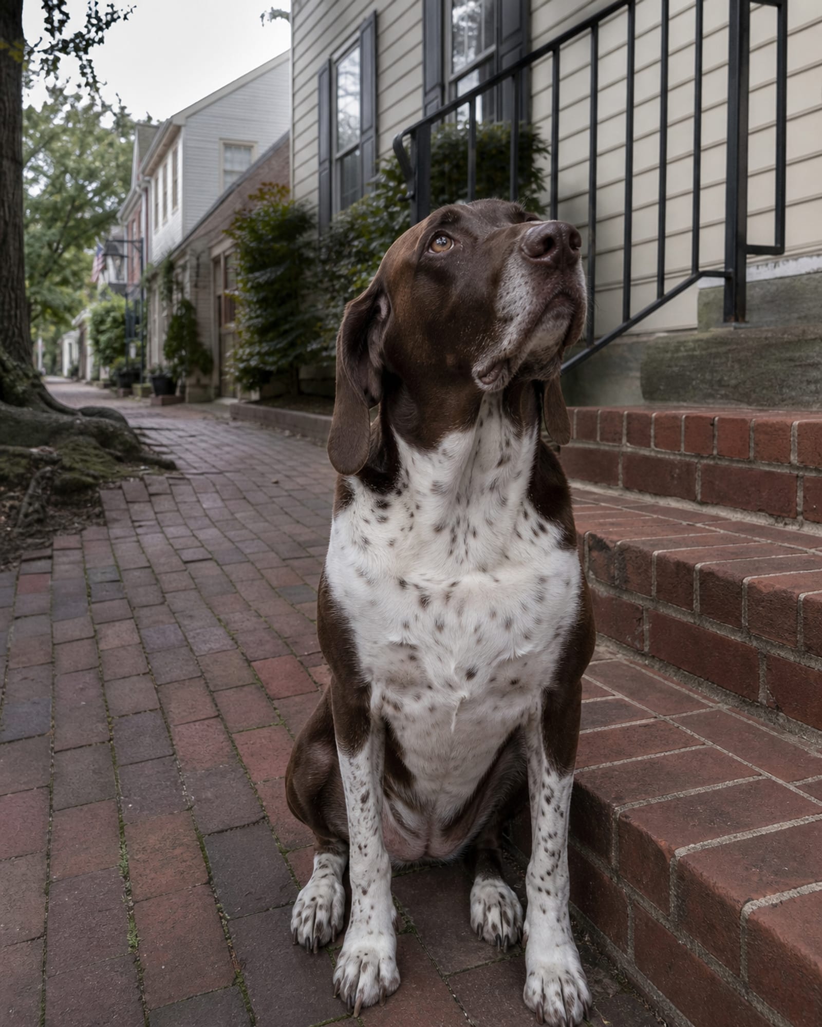 A dog sitting at the foot of steps, looking up out of frame, in Columbia, MD