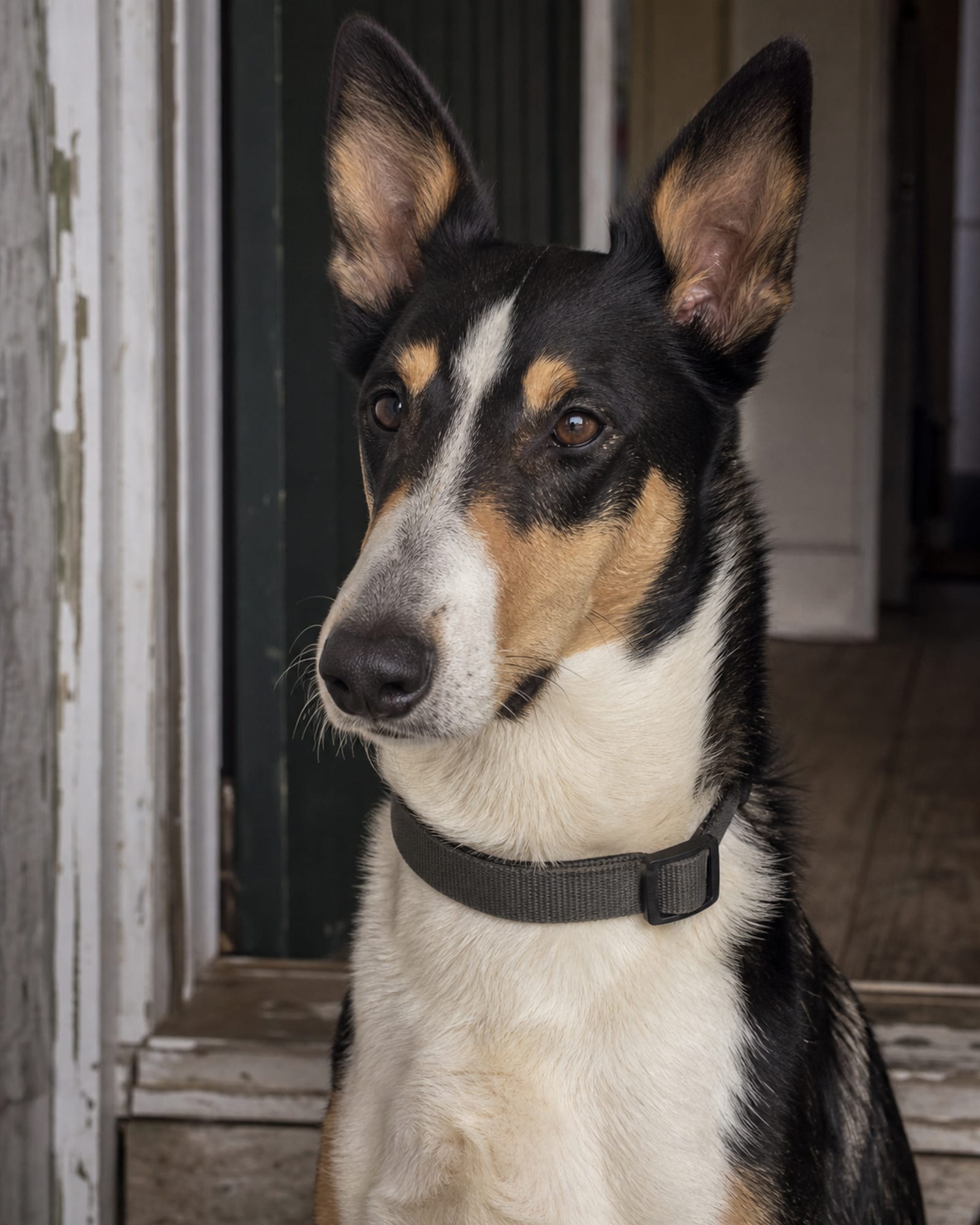 A dog's ears pricked mid alert, head and neck filling the frame