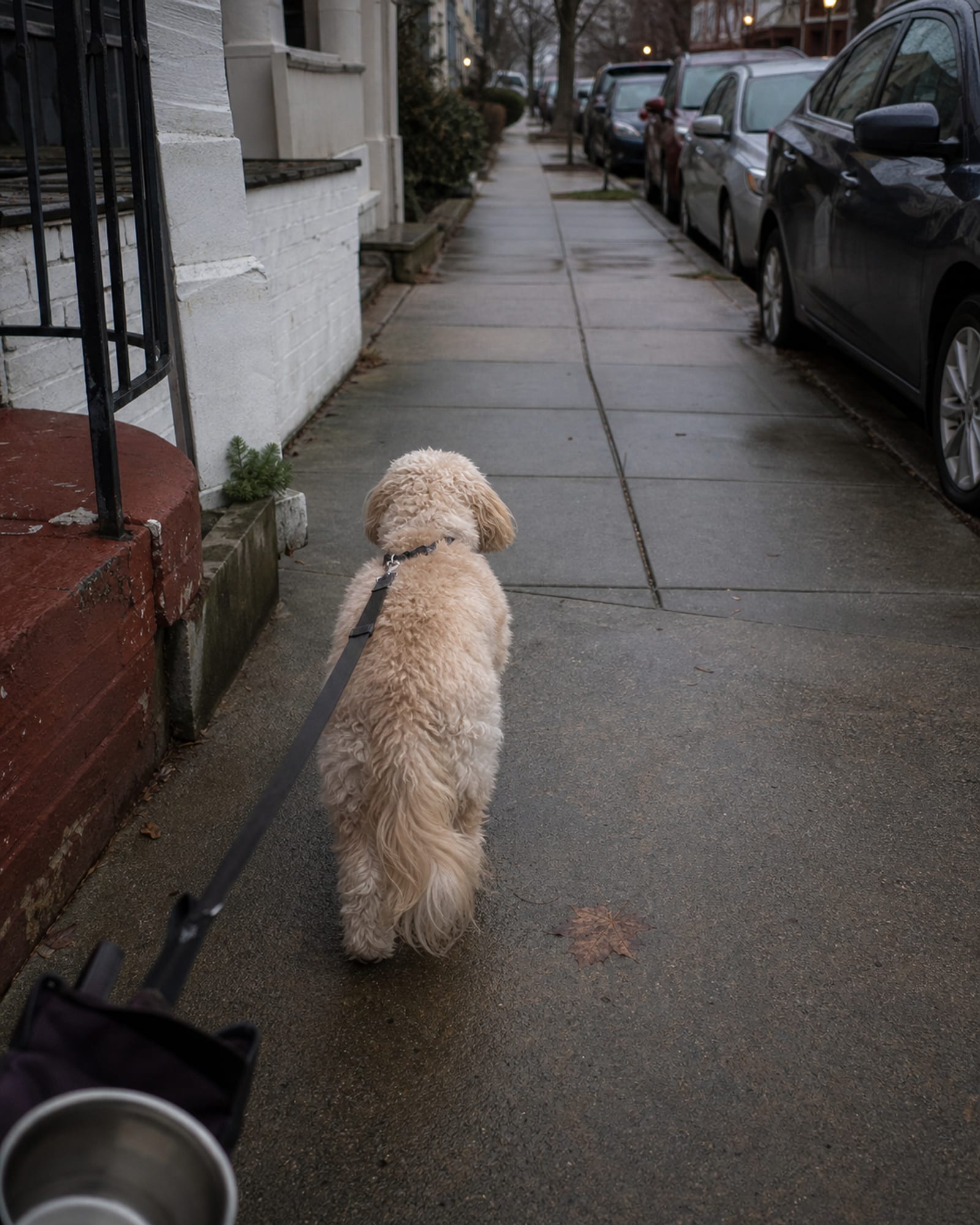 A dog walking away from camera down a pavement, seen from behind