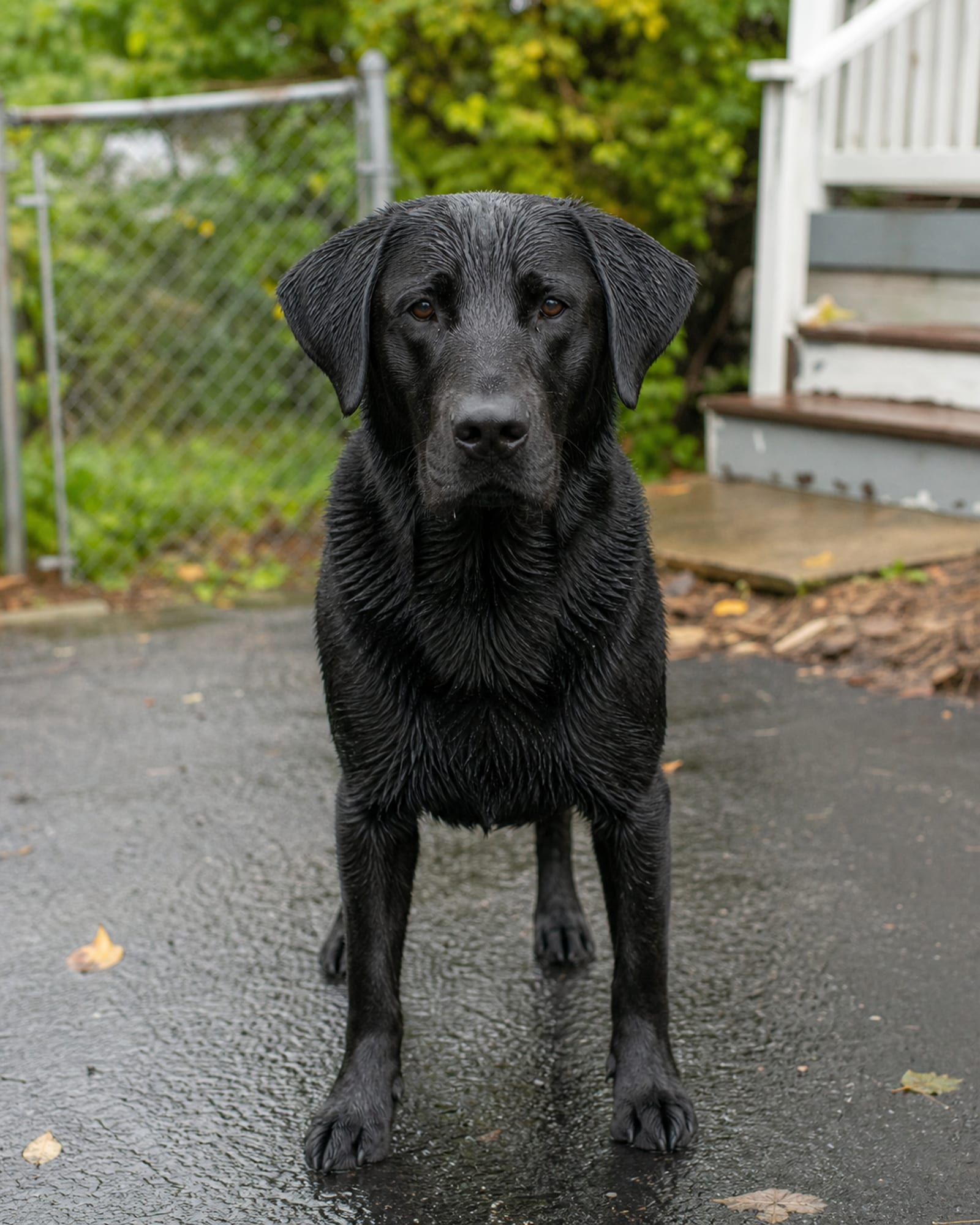 A dog looking straight down the lens, shoulders square and low, in Dundalk, MD